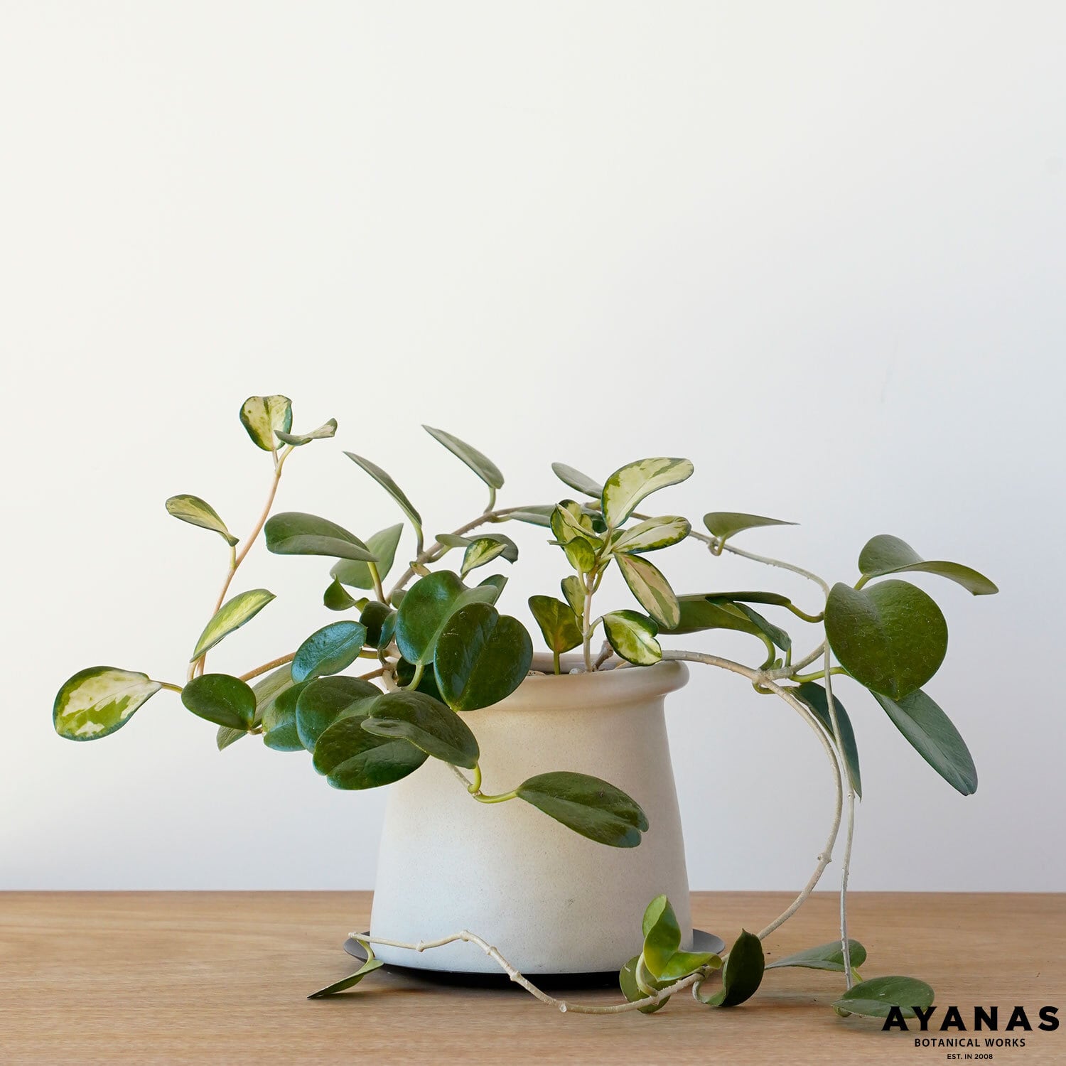 アガベ アテナータ 斑入り 幹立ち | AYANAS（アヤナス）｜観葉植物の