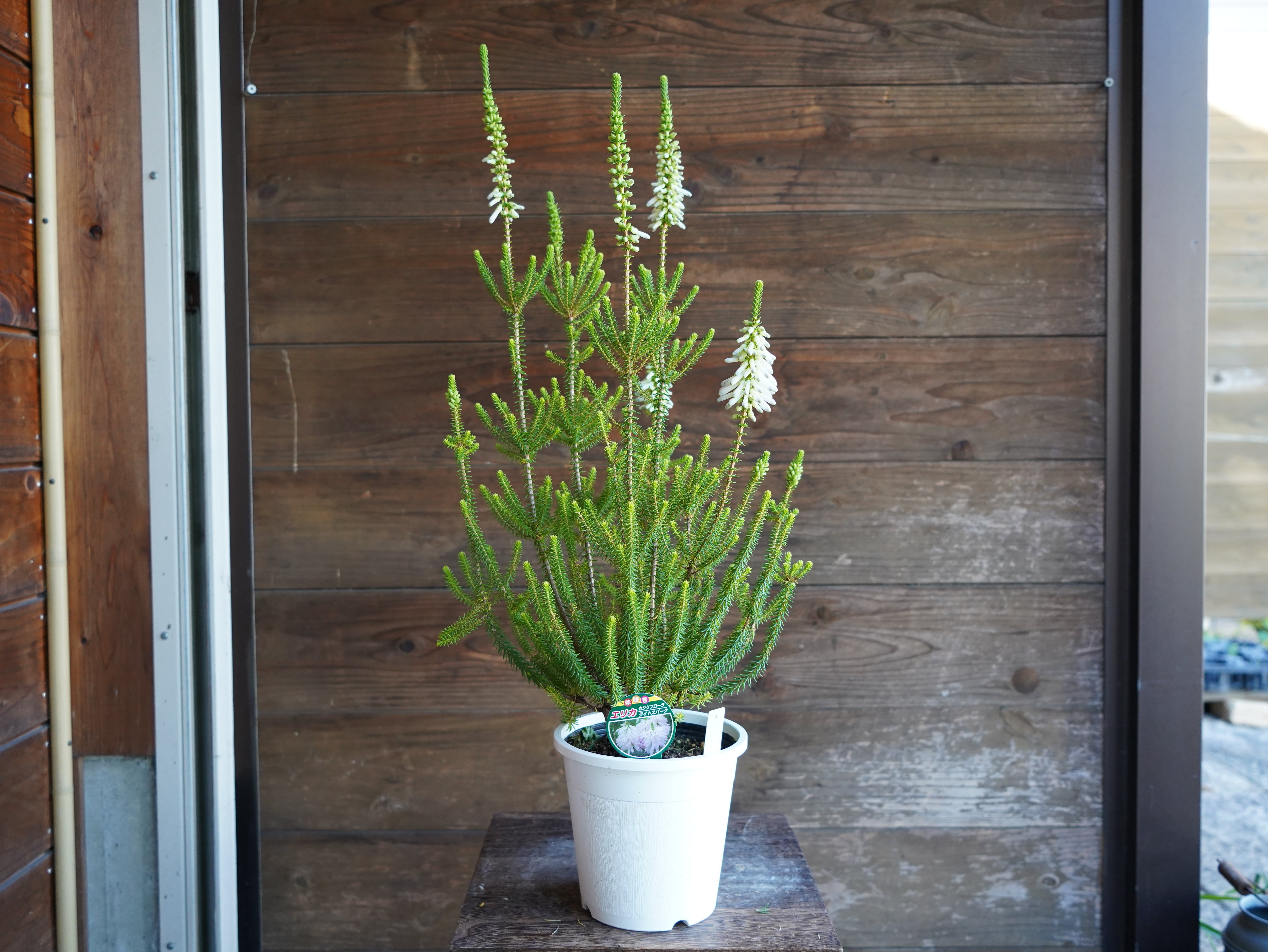 【現物】エリカ　Ｓ．’ライトスパーク’　B