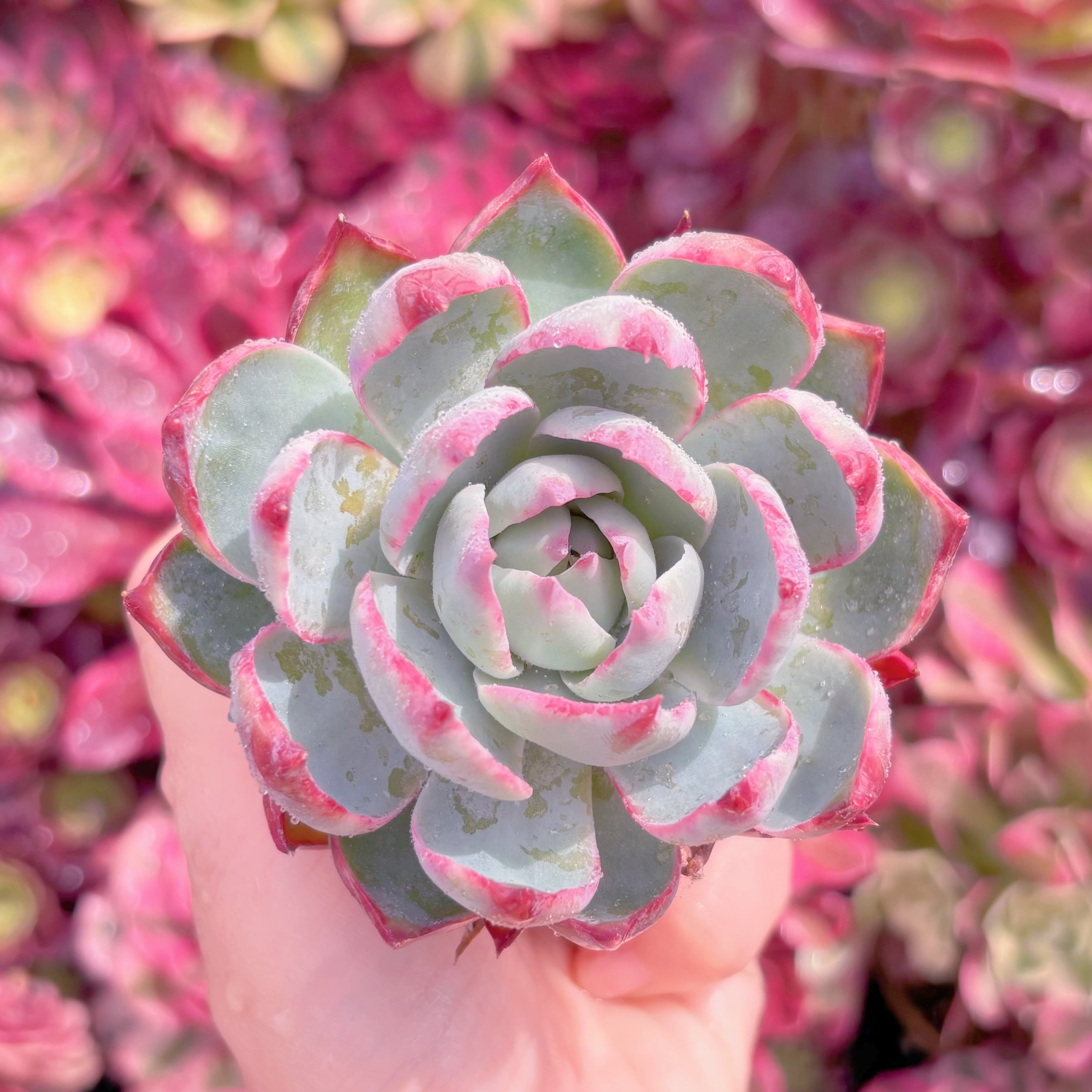 現品　カシオ#K574　るる農園