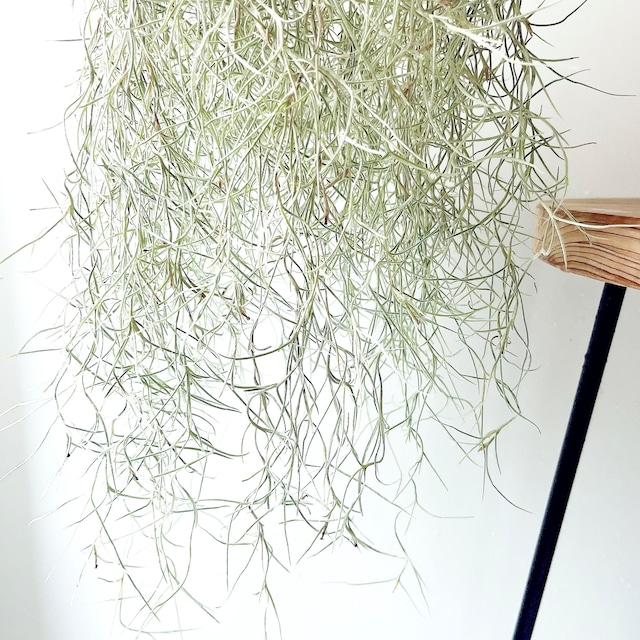 チランジア ウスネオイデス スパニッシュモス ループハンガー 観葉植物 calm cafe