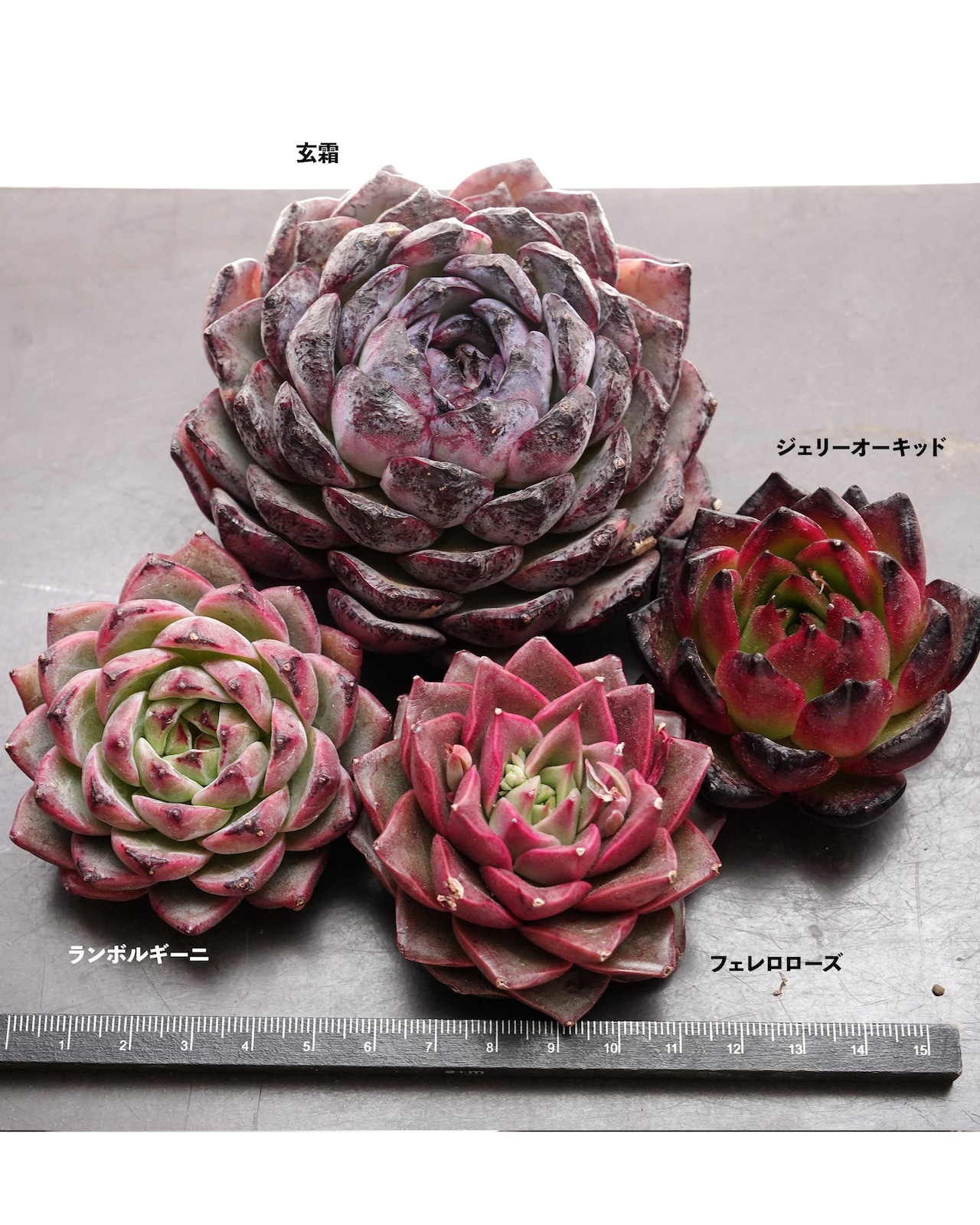 【日本初上陸 新ダーク系 4種セット】ランボルギーニ／玄霜／フェレロローズ 他