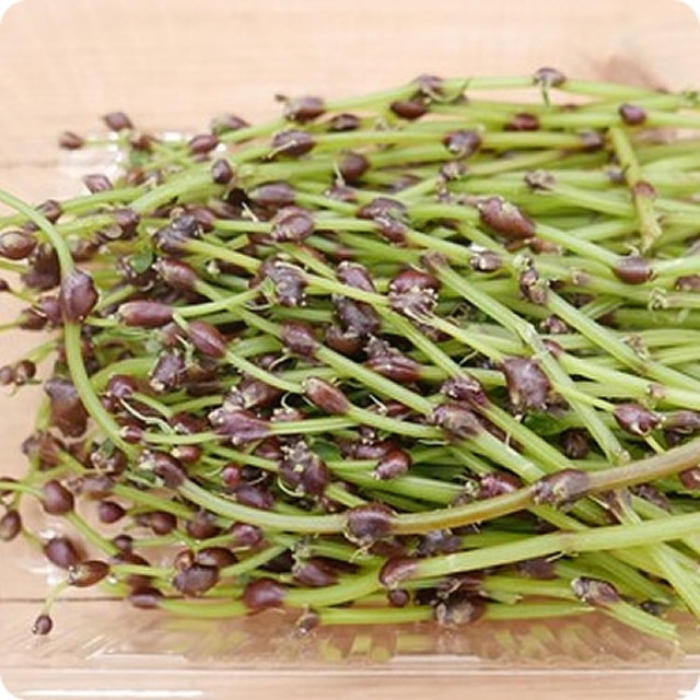 秋の恵の宝庫秋田の山に自生した極上天然山菜 ミズの実 250g 秋田県産 イーファーマーズ E Farmers 秋の恵の宝庫秋田の山に自生した極上天然山菜 ミズの実 250g 秋田県産 イーファーマーズ E Farmers