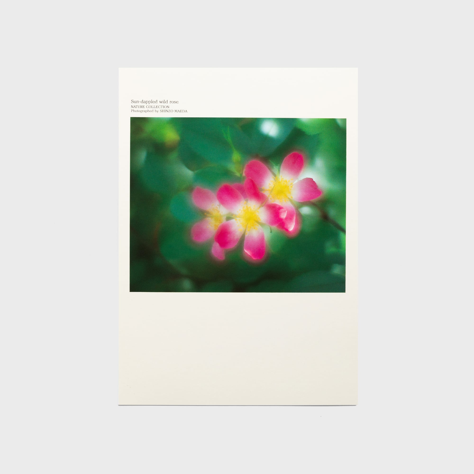 PASTEL FLOWERS〈ポストカード12枚セット〉 | 拓真館