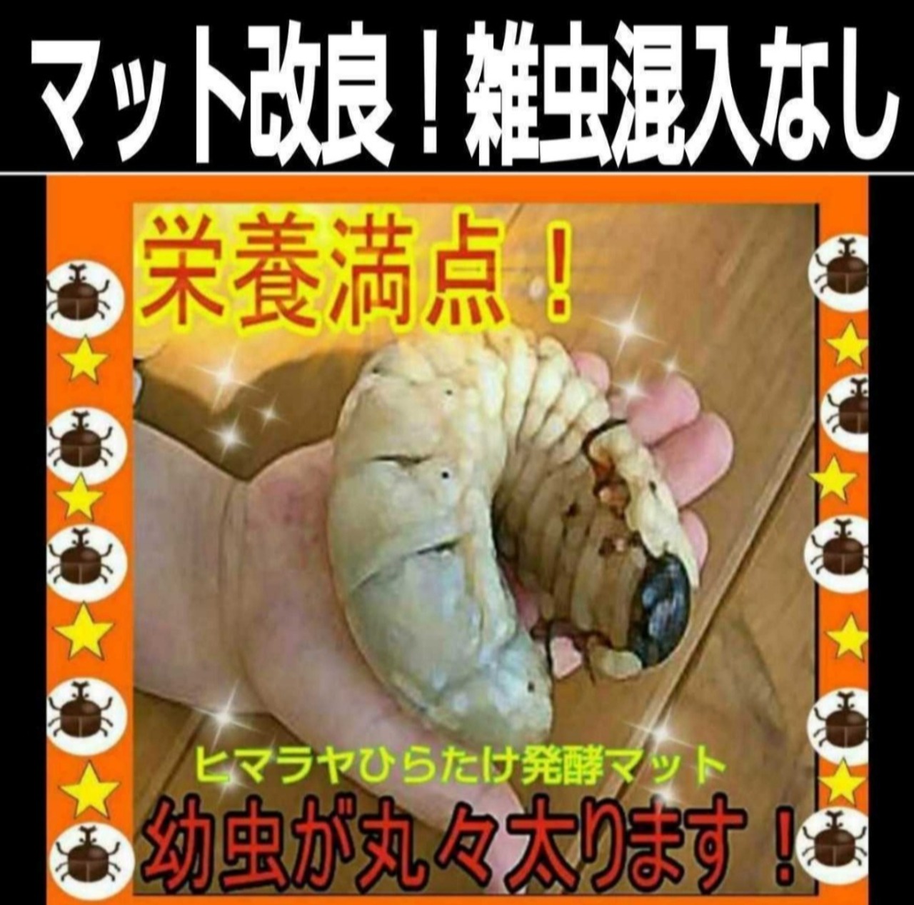 カブトムシ飼育はコレ！【改良版】雑虫混入99％なし！幼虫の餌、産卵に 