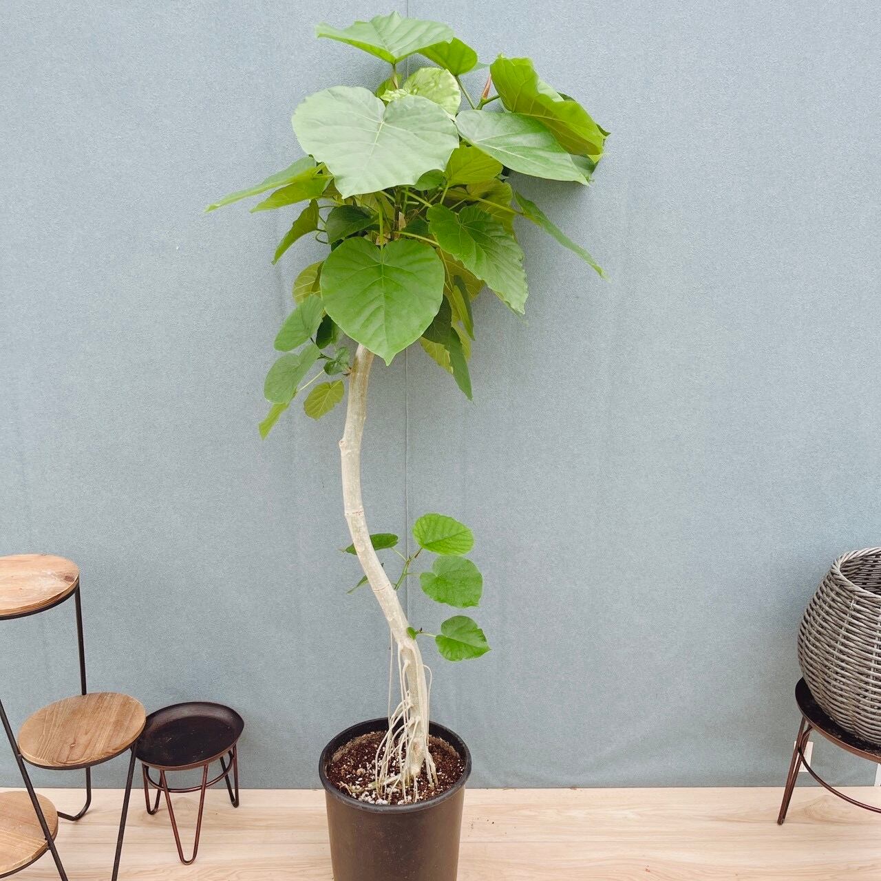 現品］10番 フィカス ウンベラータ 曲がり 8号 観葉植物 室内 ゴムの木