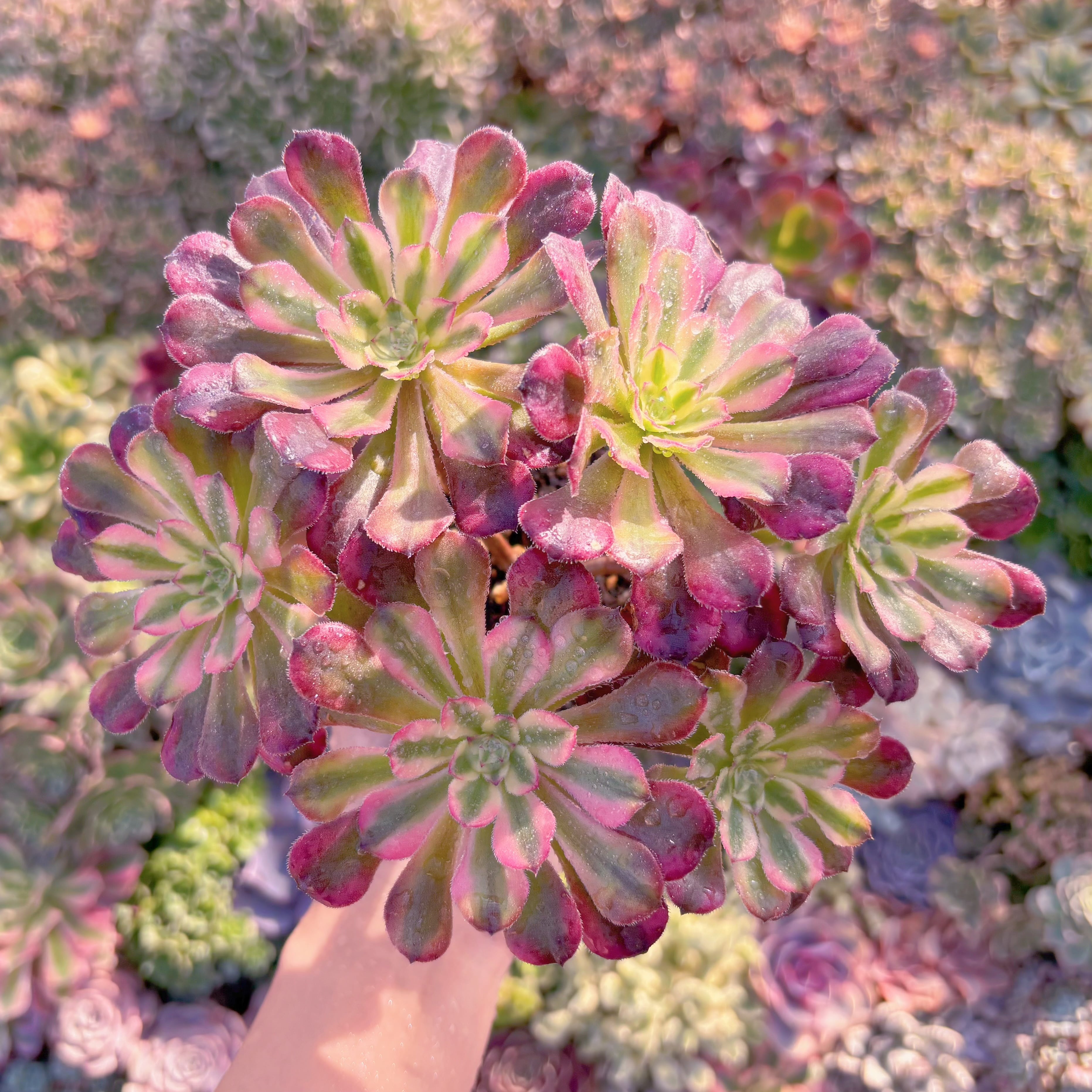 現品　ブラックチェリー#M158　大群生　るる農園