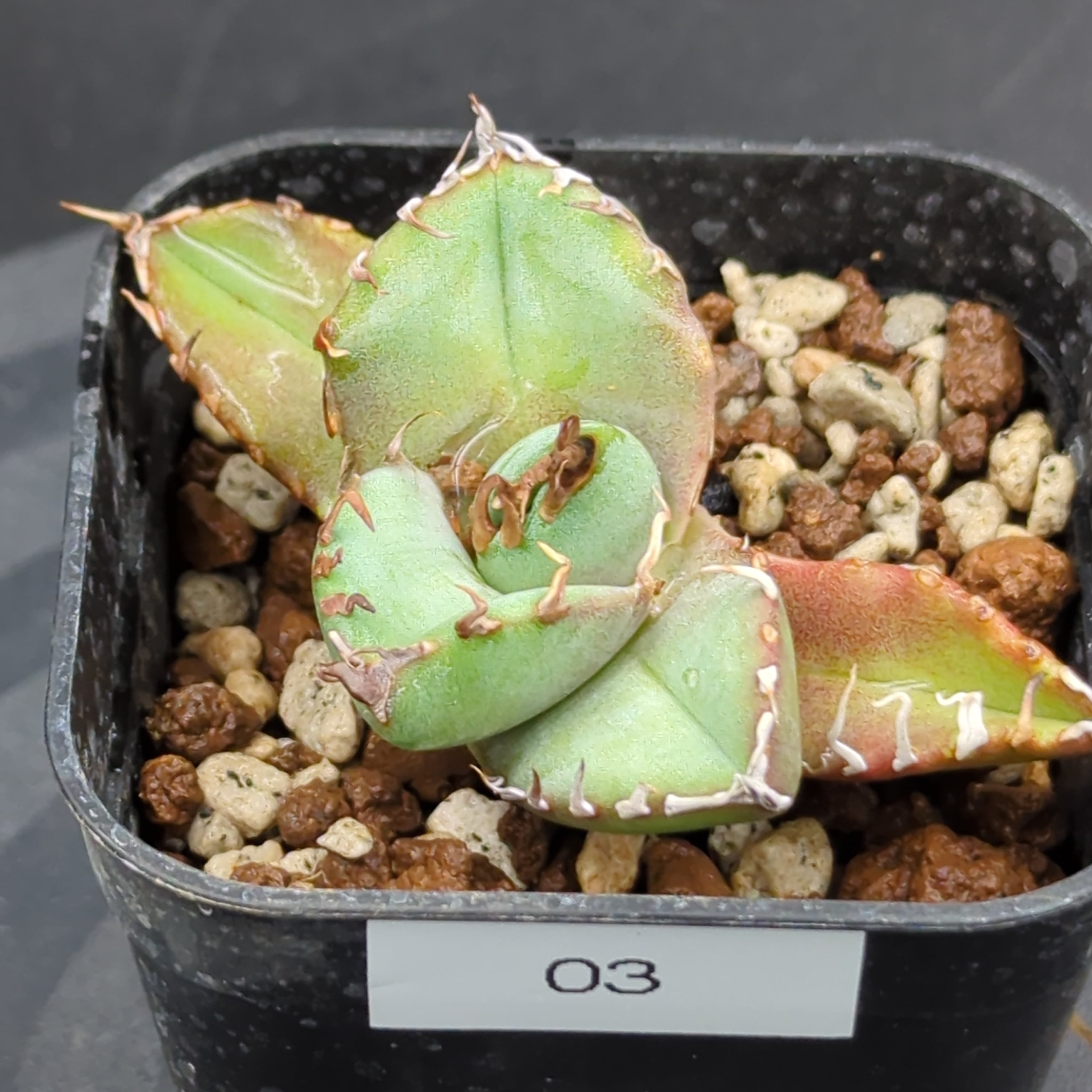 アガベ チタノタ 魔丸陽炎 子株（Agave titanota 'MAMARU KAGERO' pup