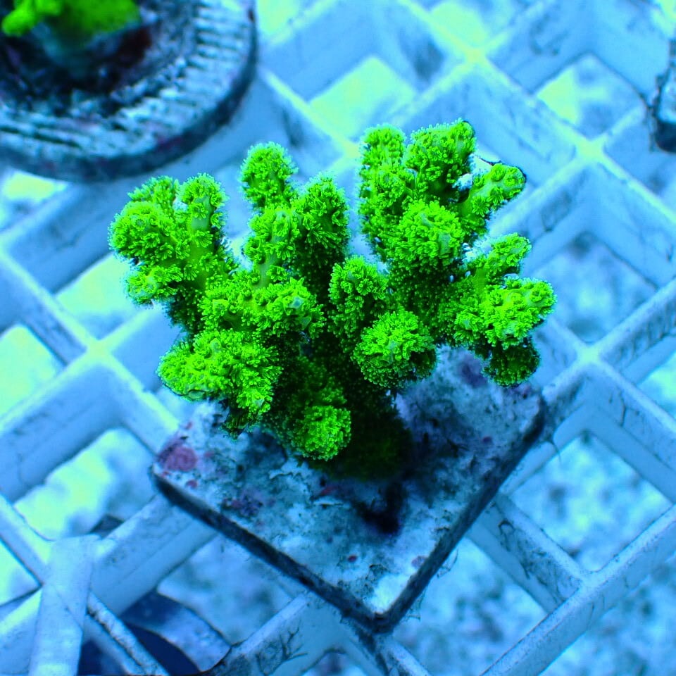 リーフチャージ べっぴん珊瑚 | HOUSE REEF(ハウスリーフ)サンゴ・海水