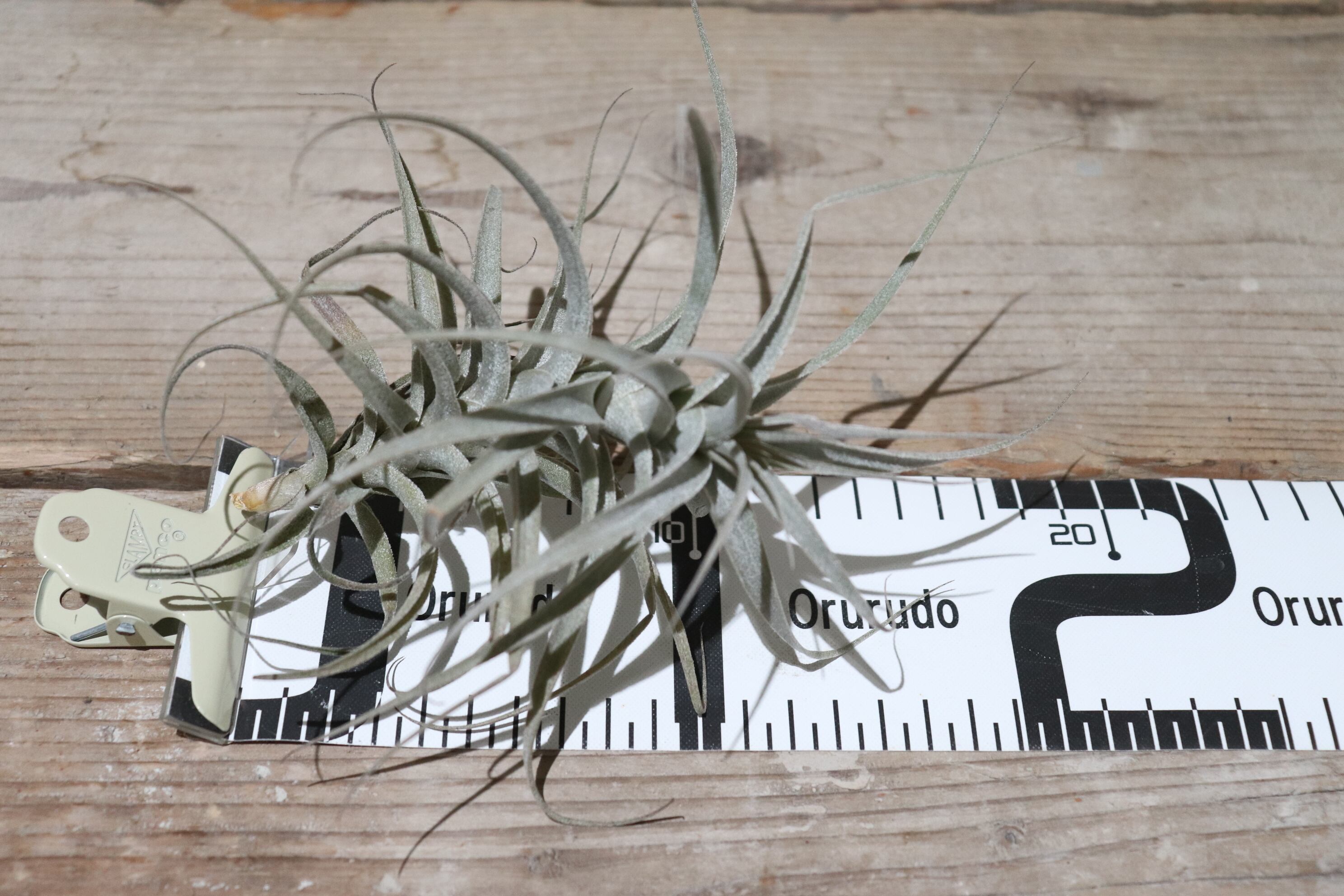 送料無料】werdermannii 〔エアプランツ〕現品発送T1461 | plane plants