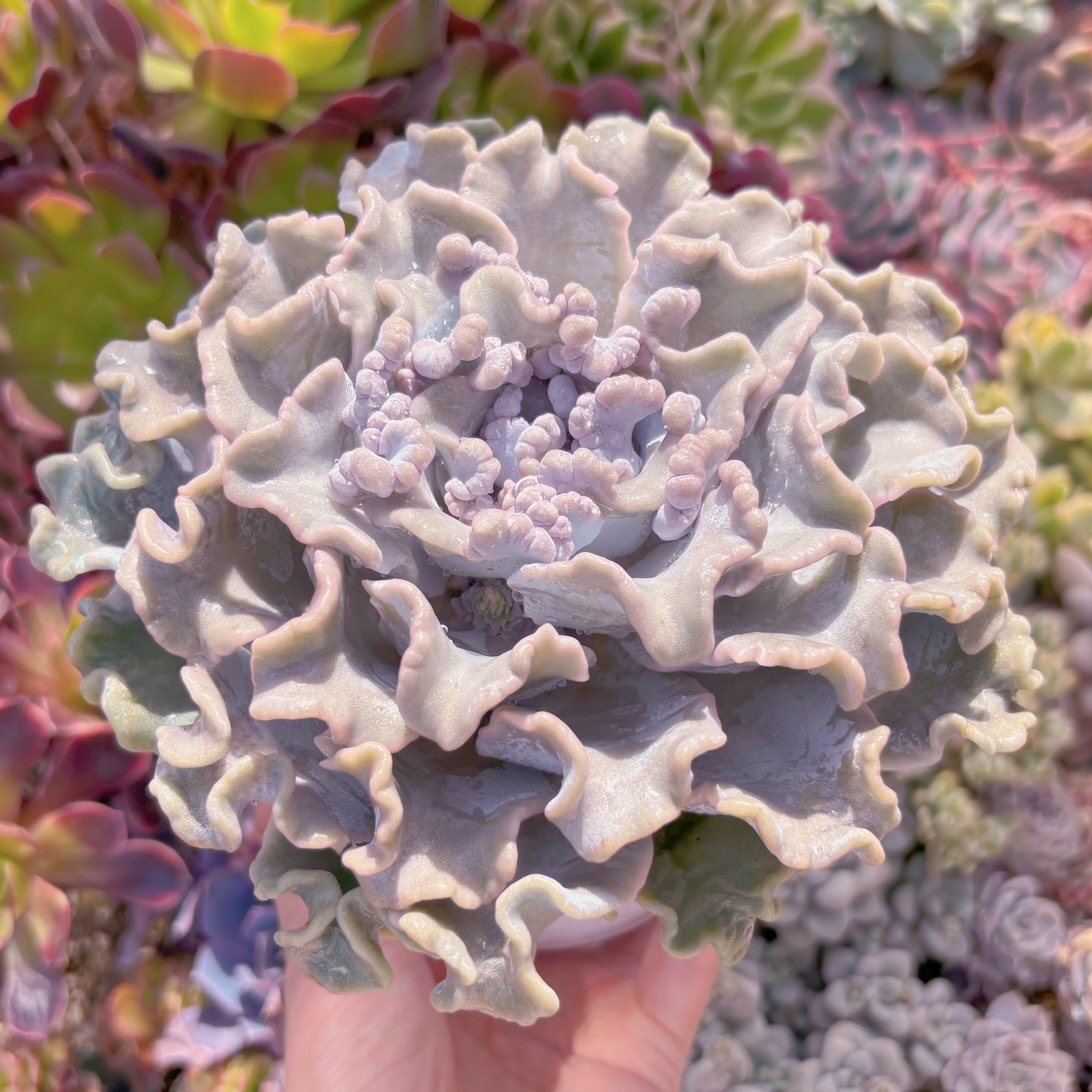 現品　クリスペートビューティー#852　特大苗　るる農園