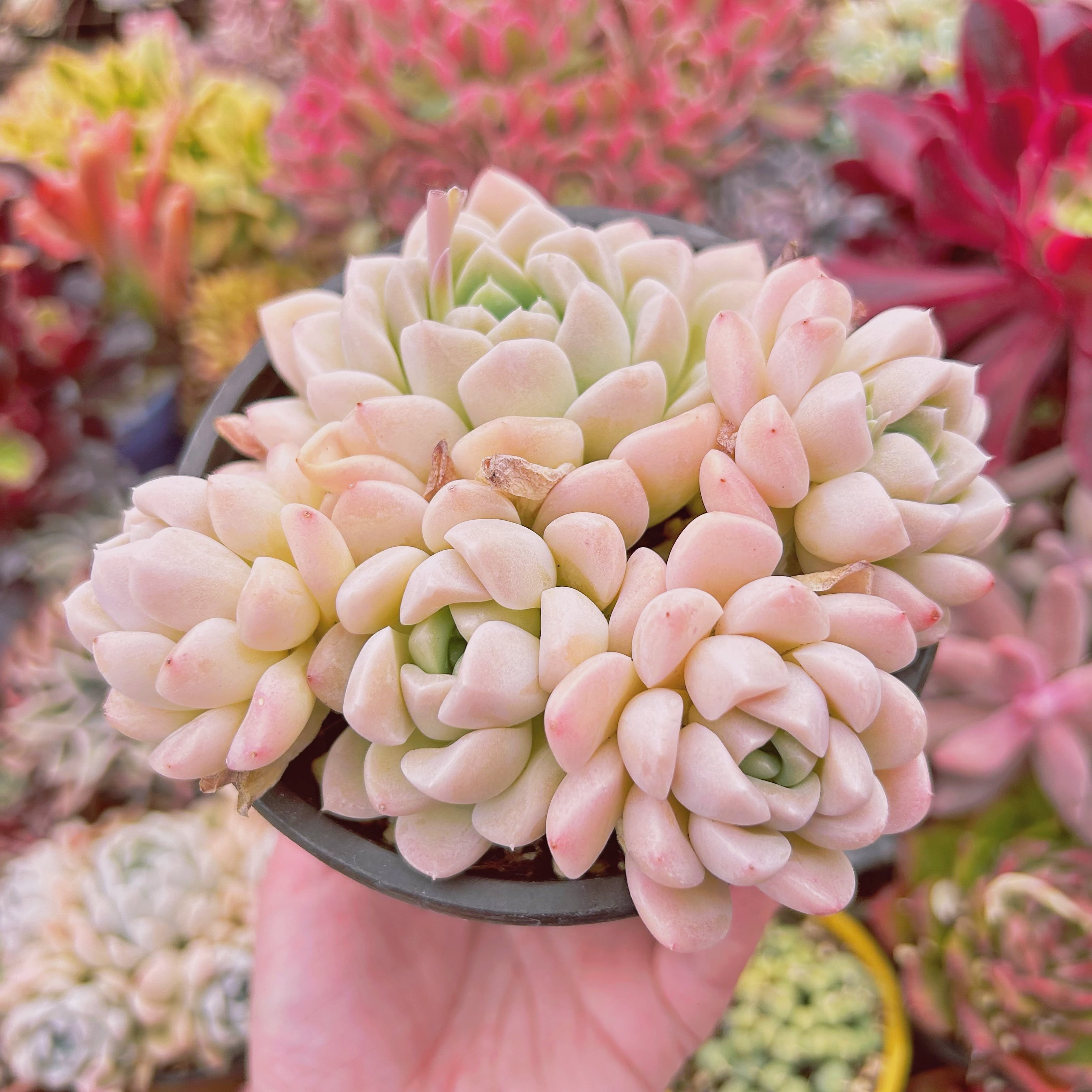 #753現物　多肉植物　クリーム美人　特大群生