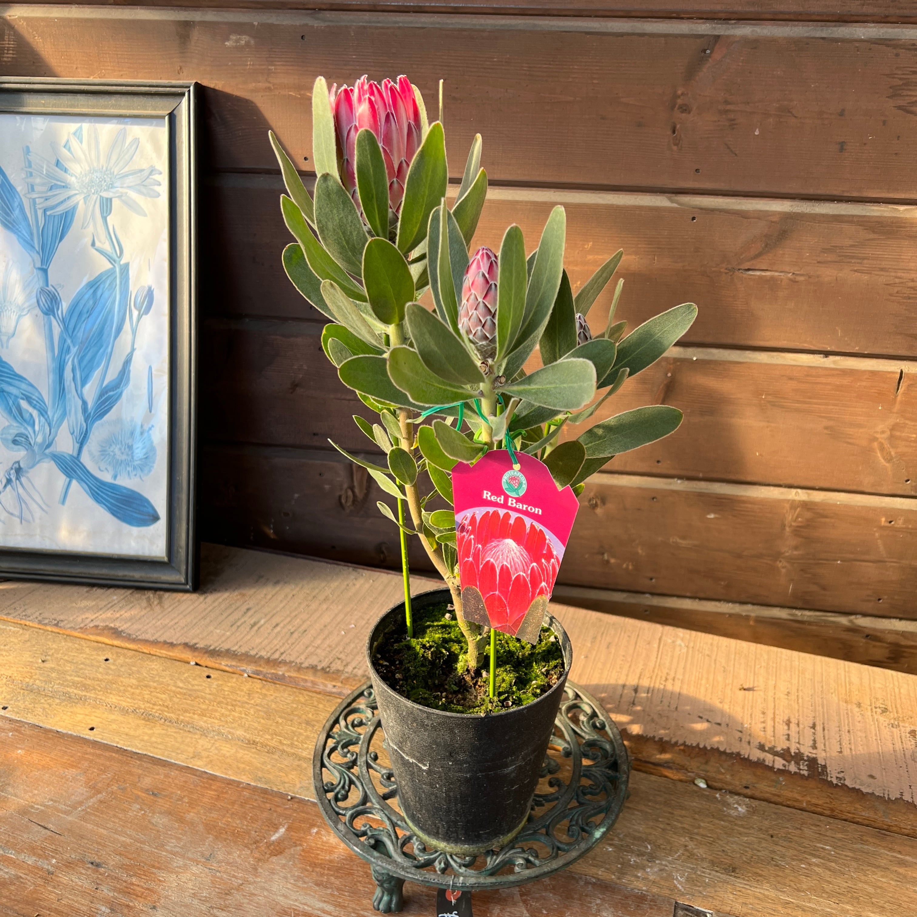 プロテア レッドバロン | 沼ノ上農園