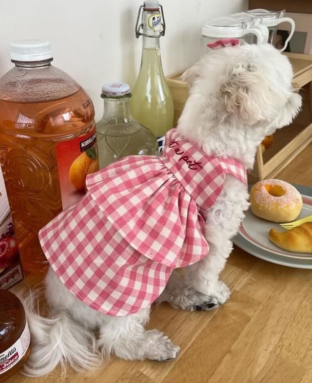 予約販売　PIT A PET　one-piece pink 韓国犬服