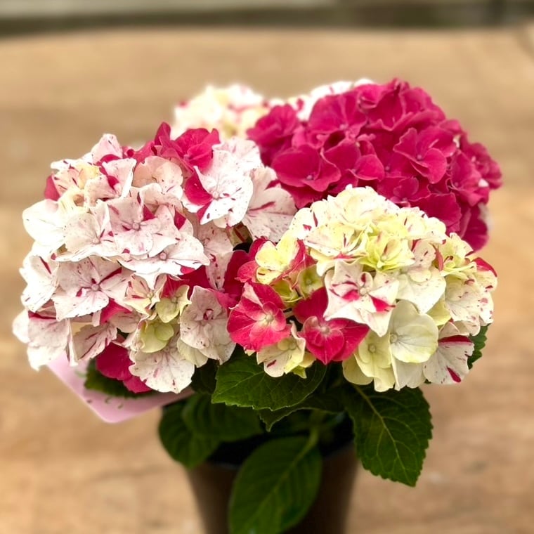 紫陽花 寿 | breed83