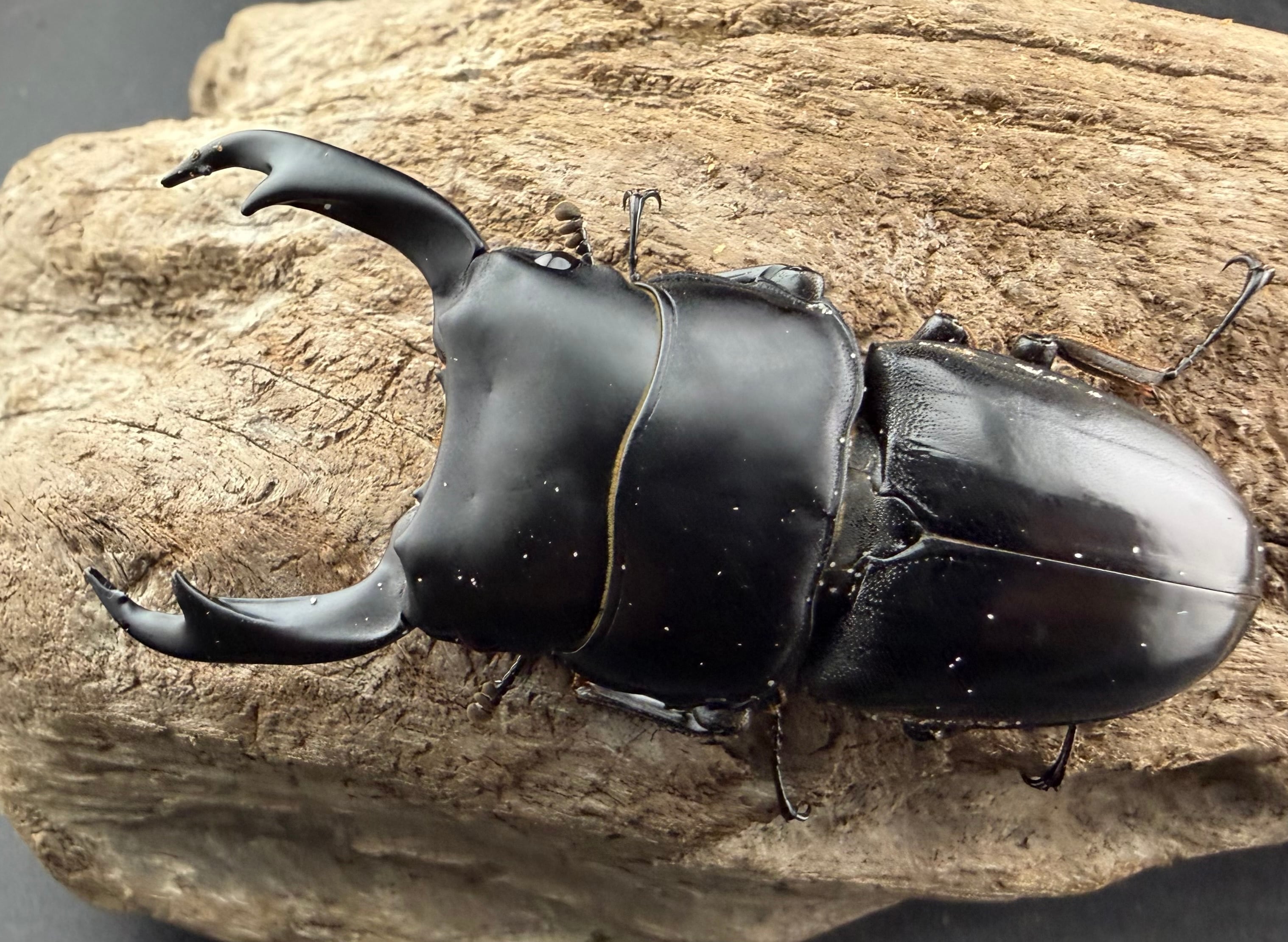 WD】大型《スマトラパリーオオクワ 72mm ペア》 | KPW公式オンライン