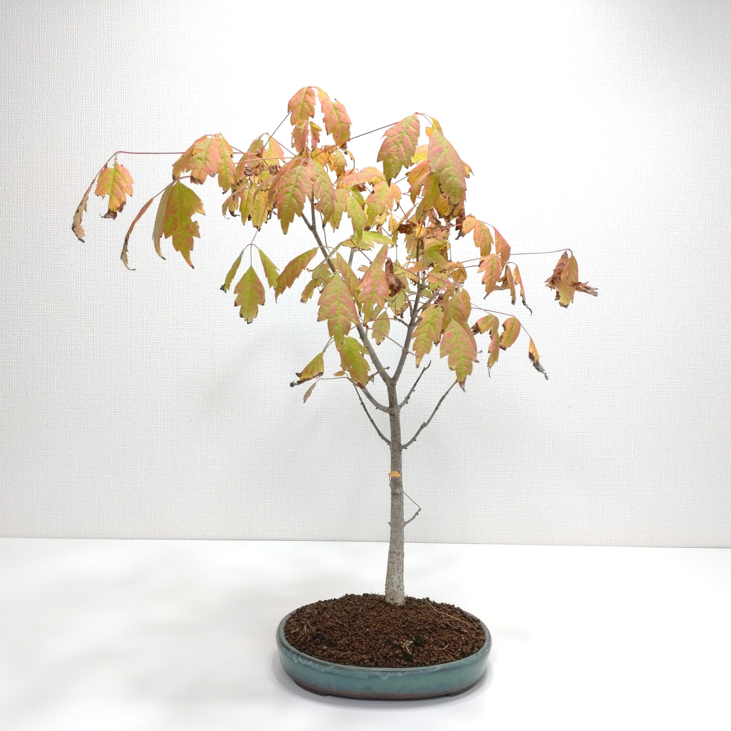 赤四手（アカシデ）盆栽 SS006 | 盆栽創【Bonsaisou】