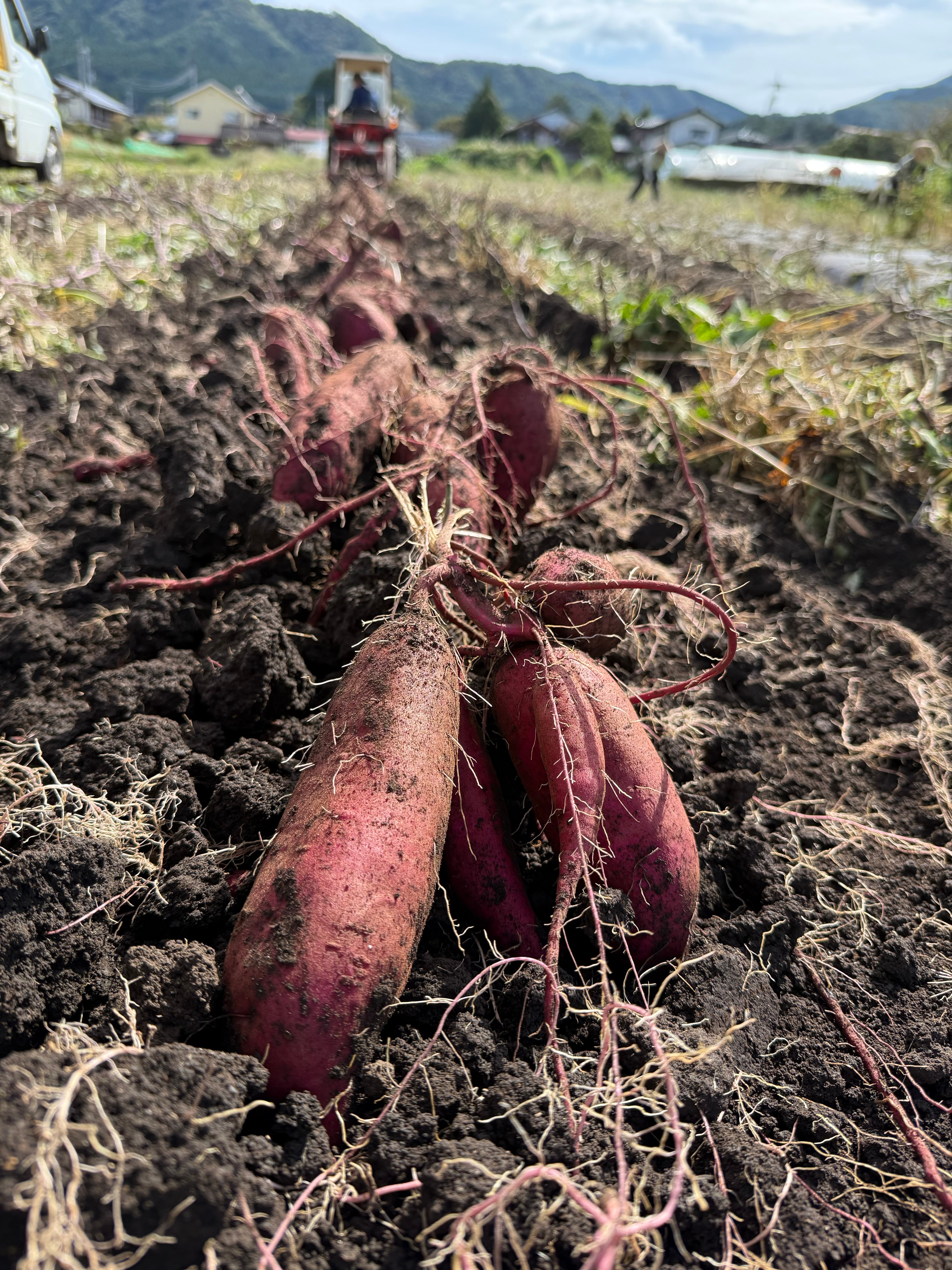 さつまいも シルクスイート 5㎏（栽培期間中農薬・化学肥料不使用