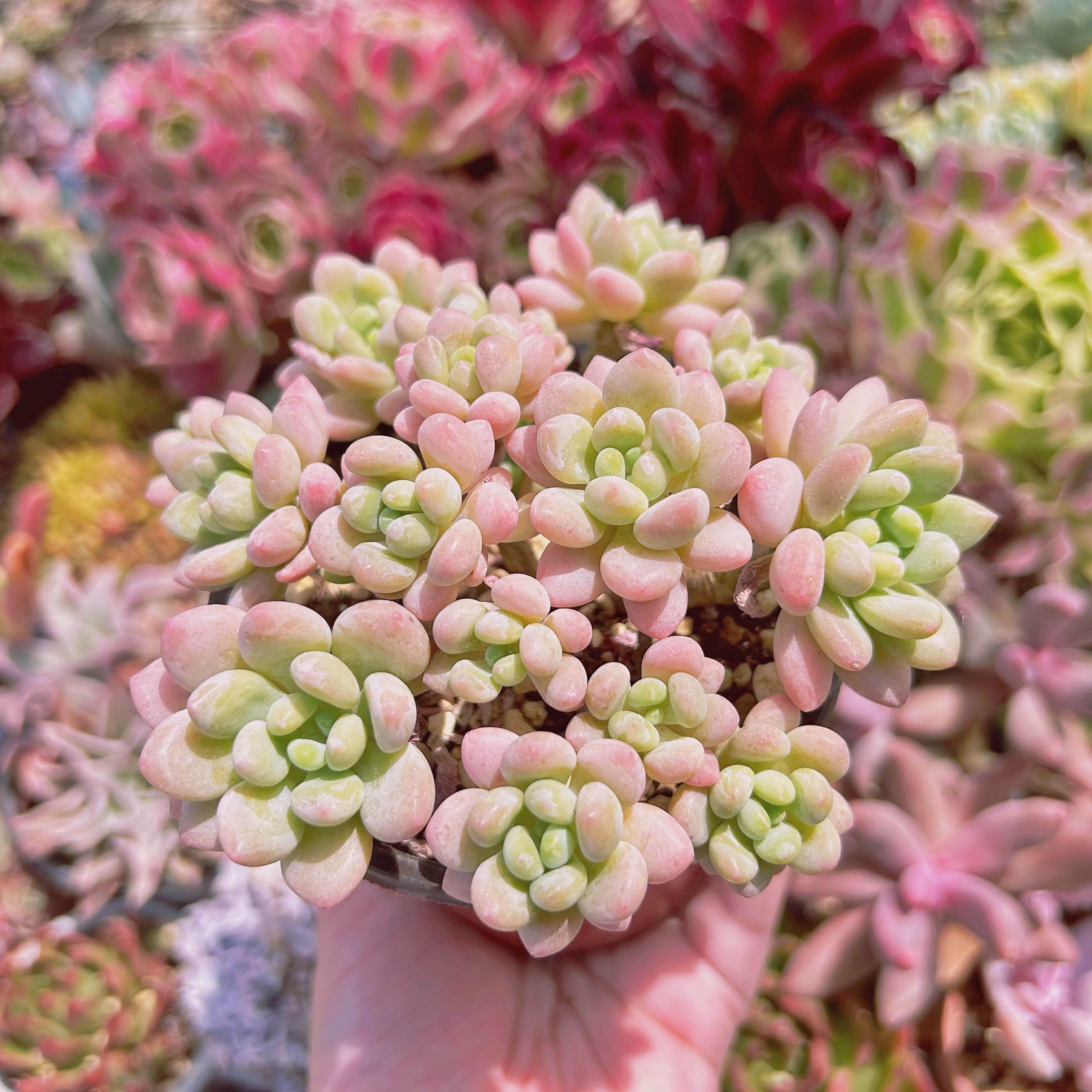 #054現物　多肉植物　ストロベリーミルク