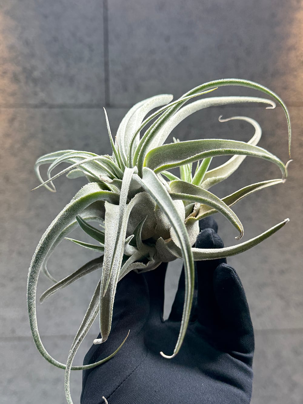 ティランジア ルシールTillandsia Lucille | acore Inc