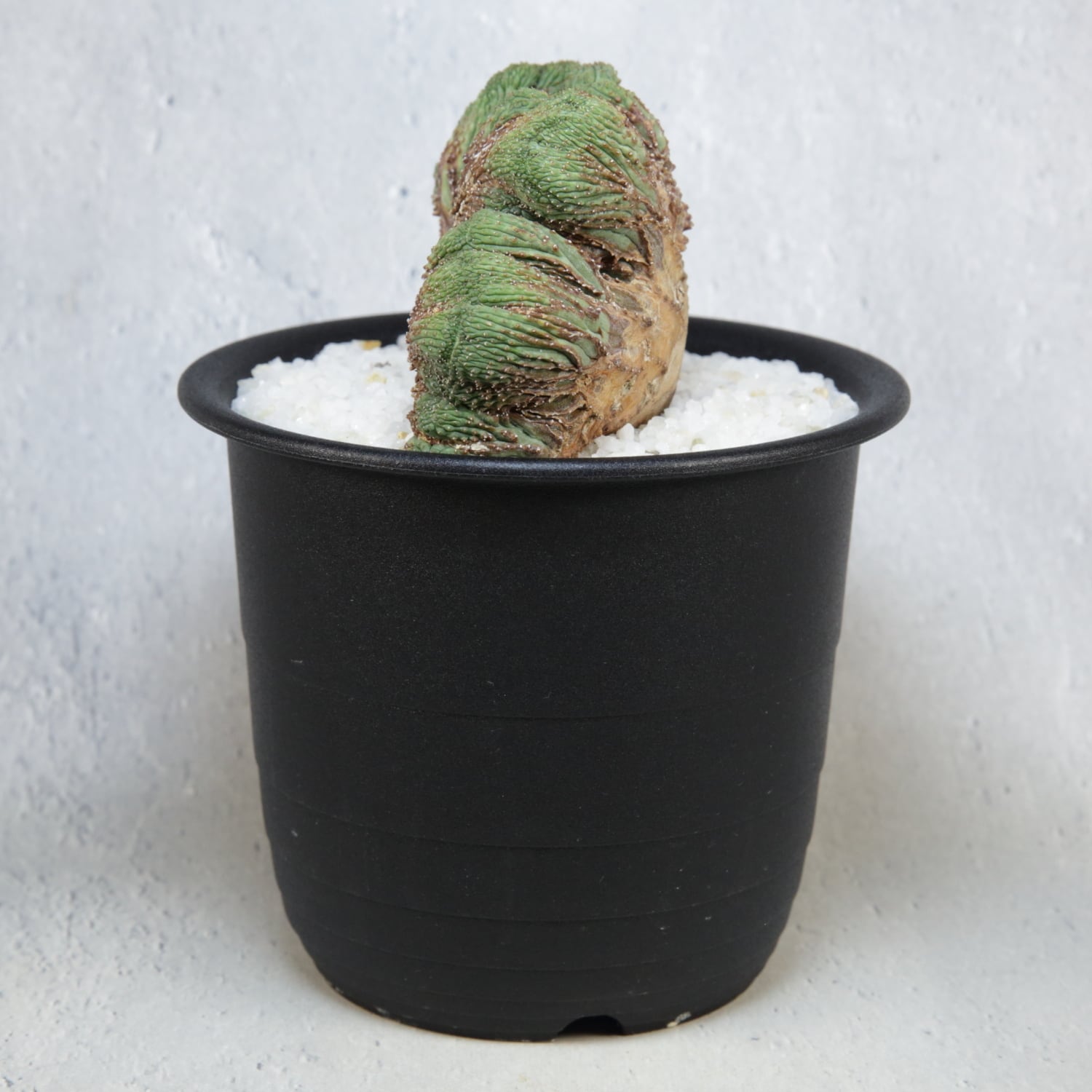 超厳選株】超大株 直径約9cm ヴィンテージ 仔吹き マウンテン オベサ