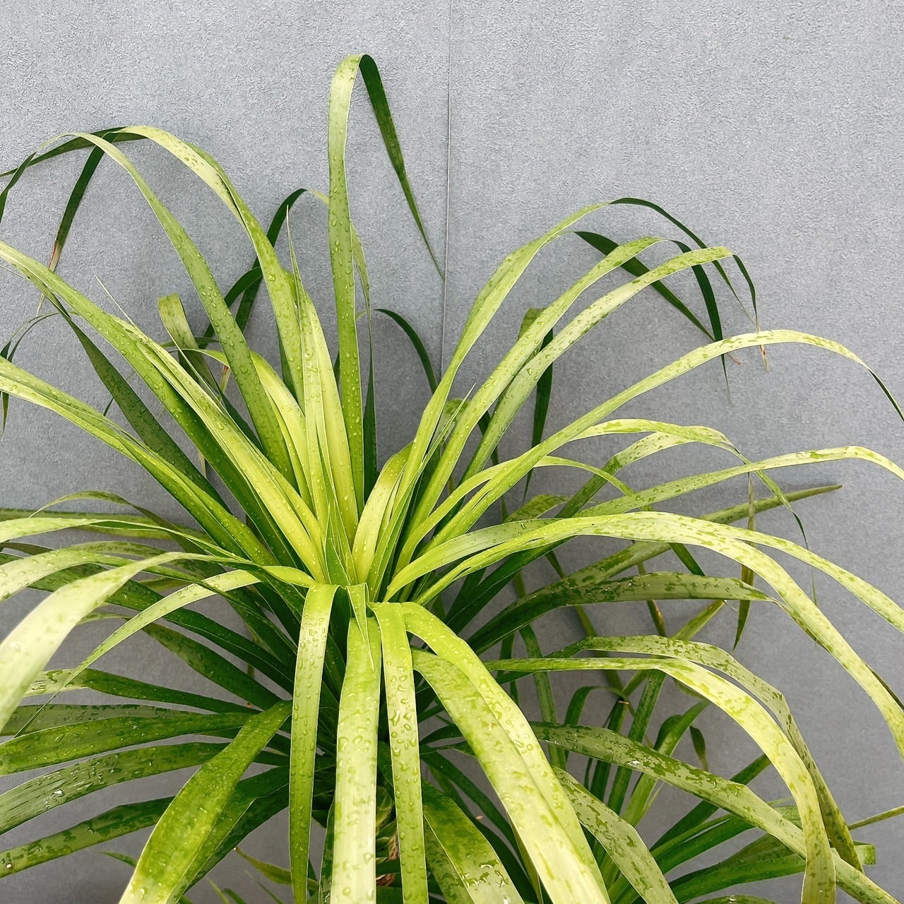 現品］【希少】10番 ドラセナ カンボジアーナ 10号 観葉植物 レア 室内