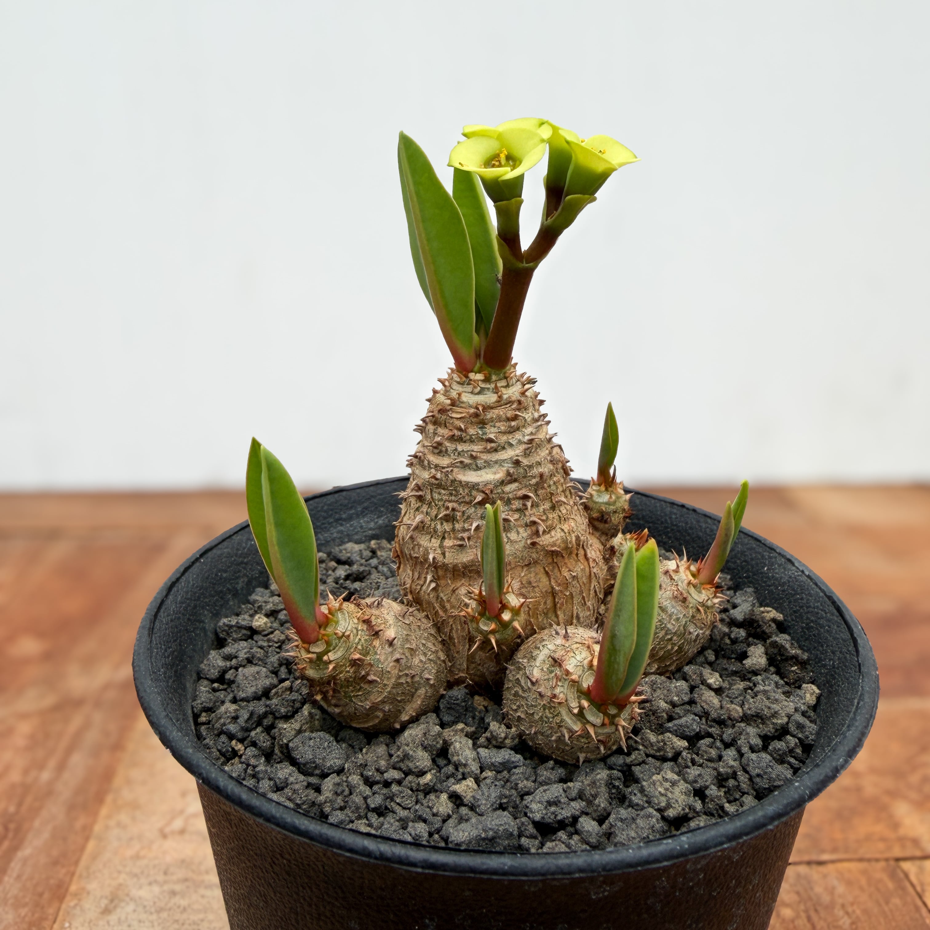 ユーフォルビア  ブレビフォリア Euphorbia brevifolia【ユーフォルビア・ブレビフォリア】 | RIMO'S