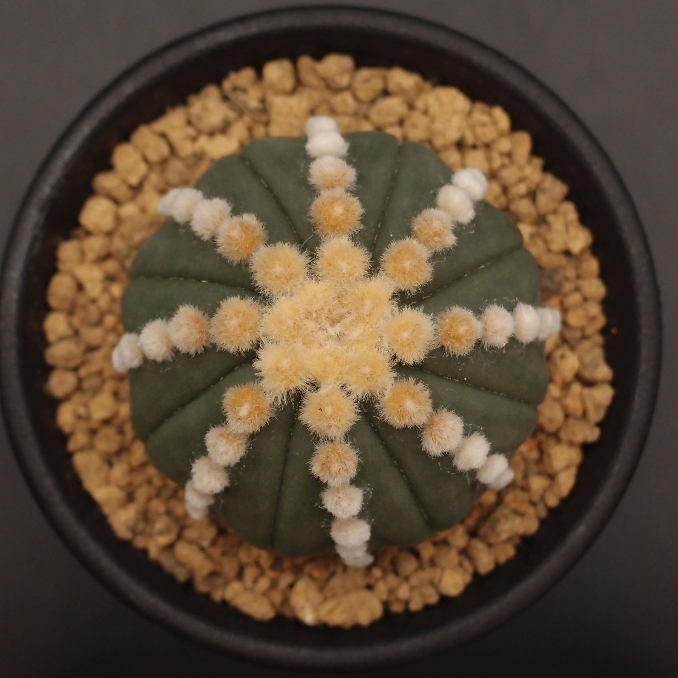 アストロフィツム属 | 万緑 BAN RYOKU