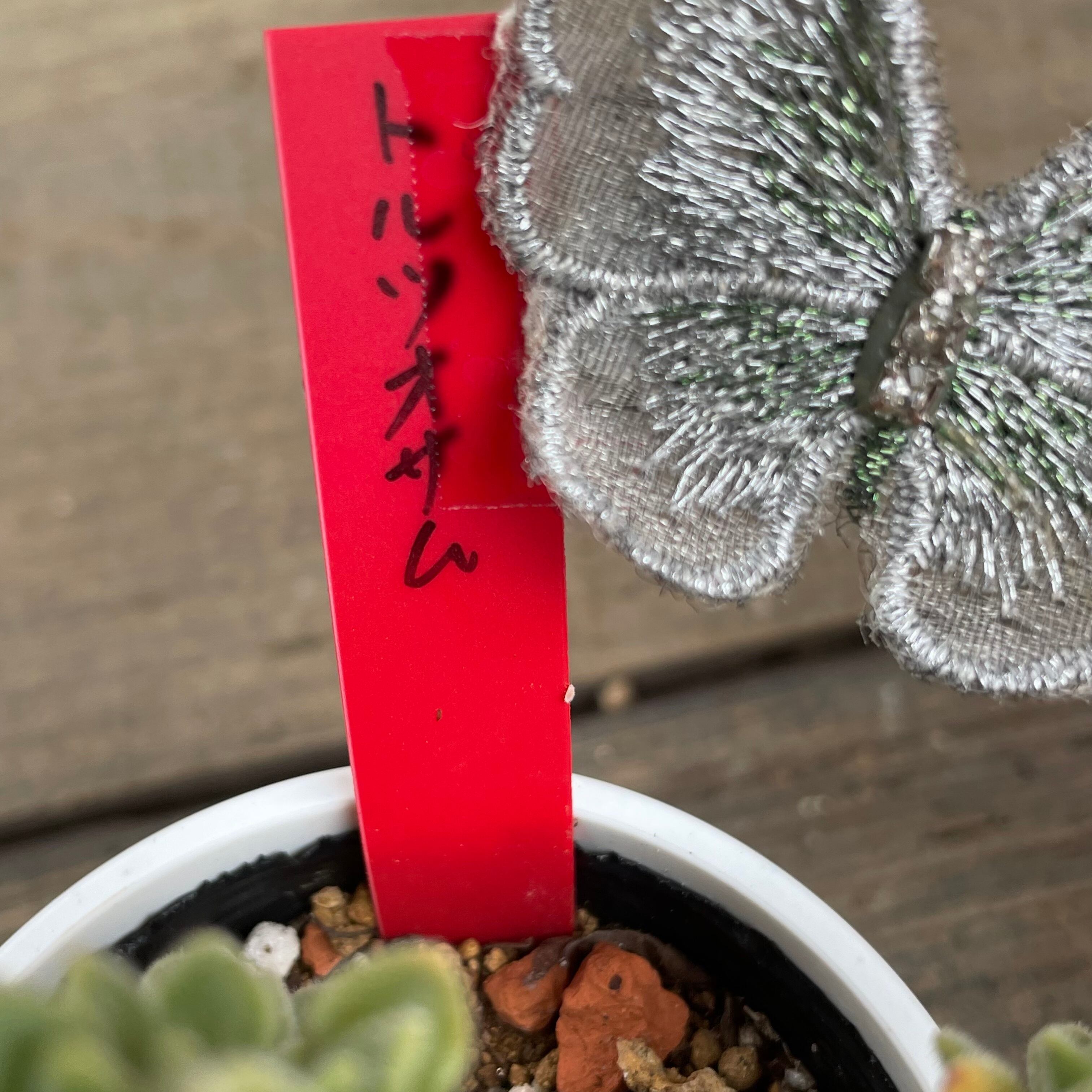 トルツオサム | RuPo 多肉植物専門店