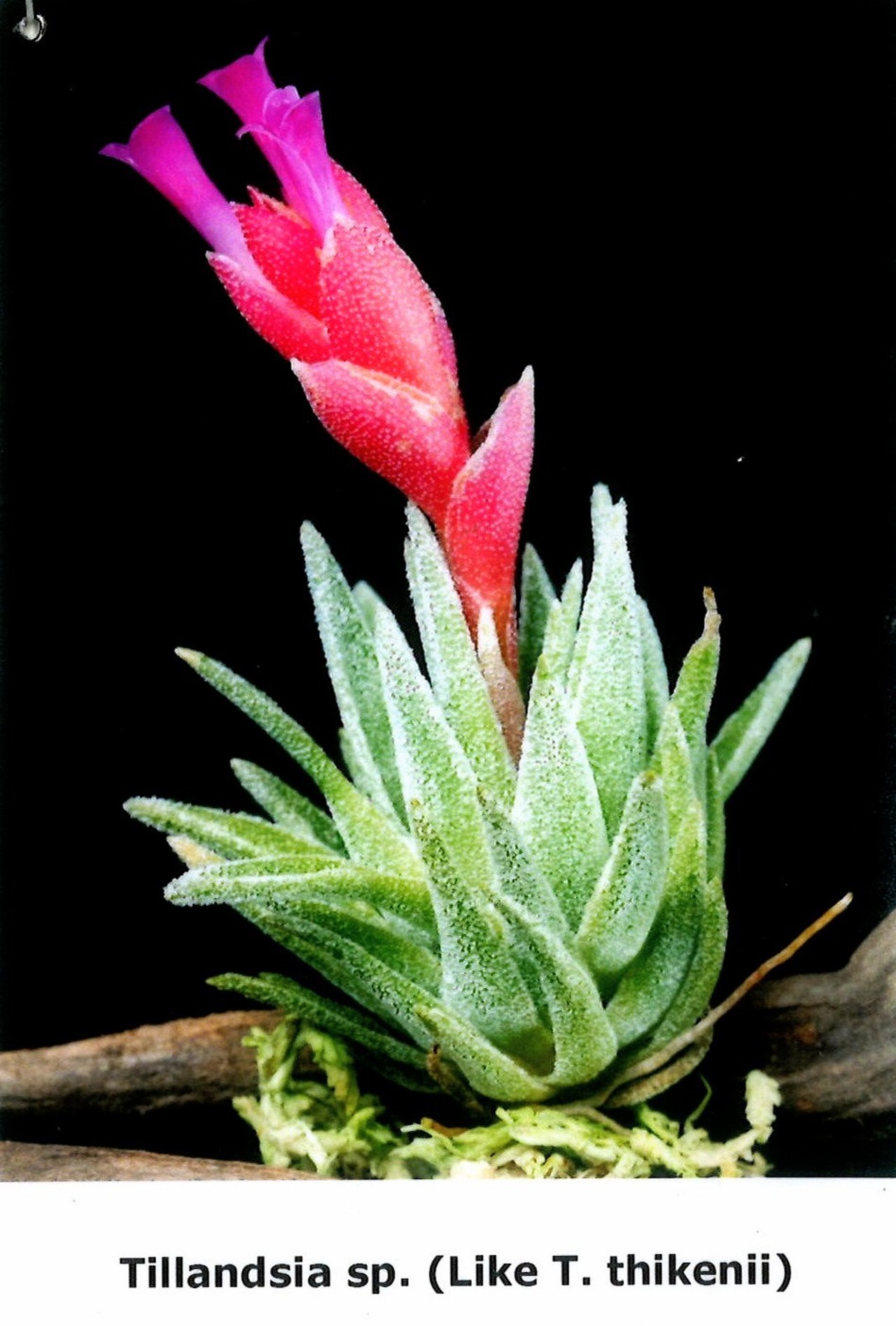 チランジア　sp.　(Like thiekenii)　[wild Collected in Brazil]　花画像有り【551】