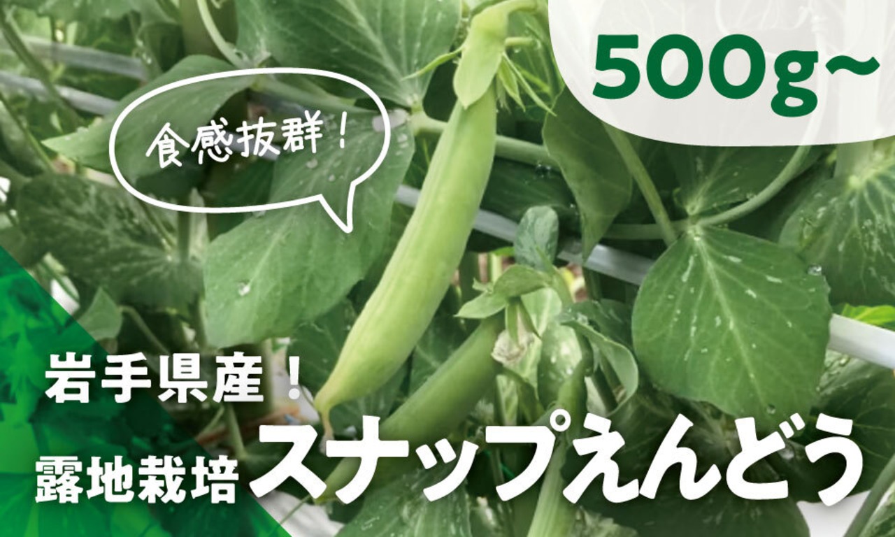 【シャキシャキ食感！】とっても甘い「スナップえんどう」約500g～
