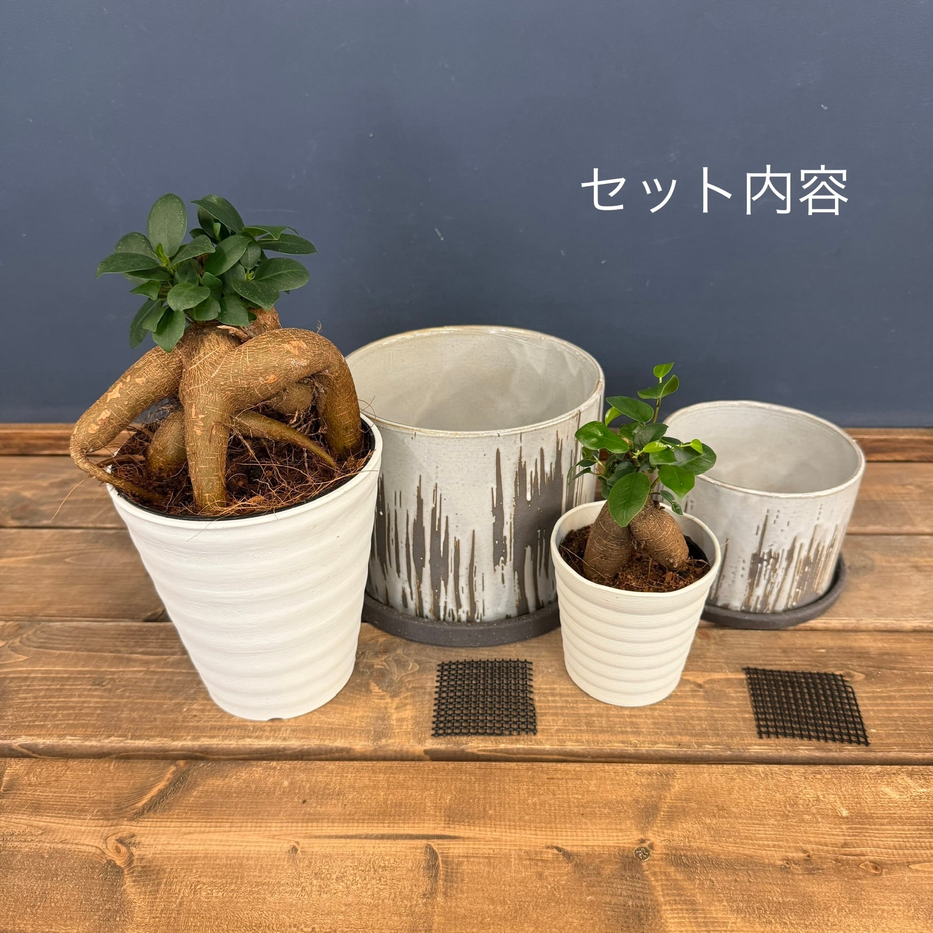 大小2鉢作れる】ガジュマル親子植え替えセット | PROTOLEAF プロトリーフ