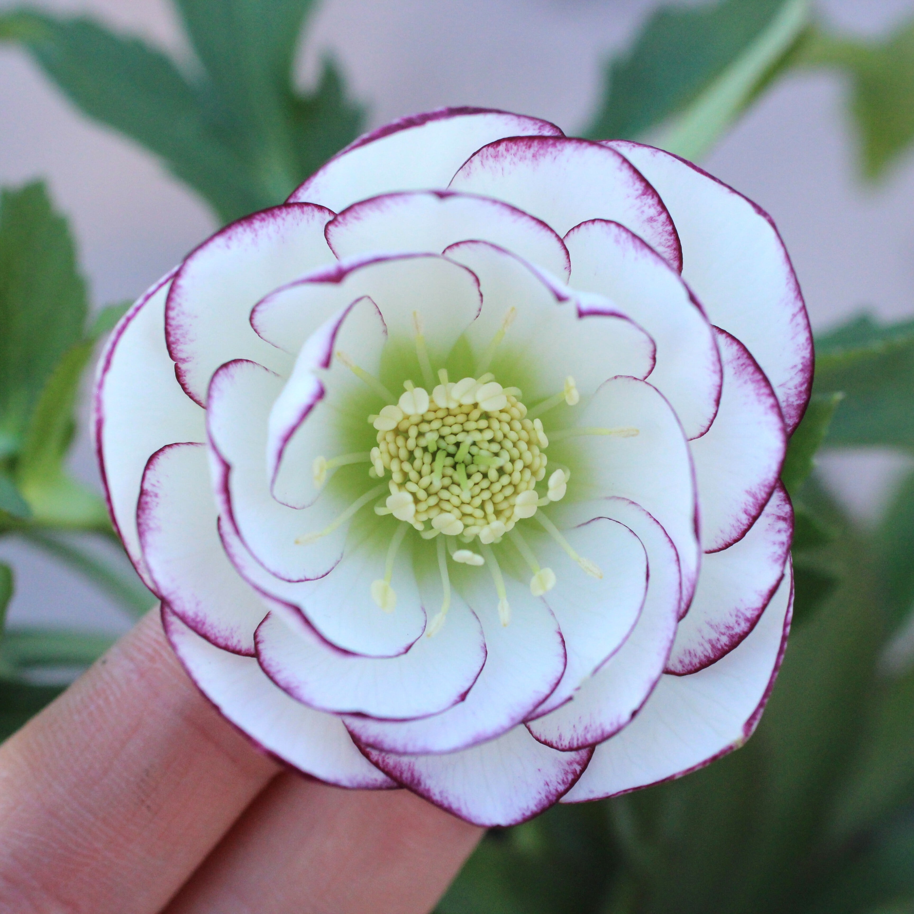 WS26-019 クリスマスローズ ウィンターシンフォニー ピコティダブル