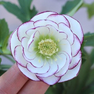 WS26-019 クリスマスローズ ウィンターシンフォニー ピコティダブル