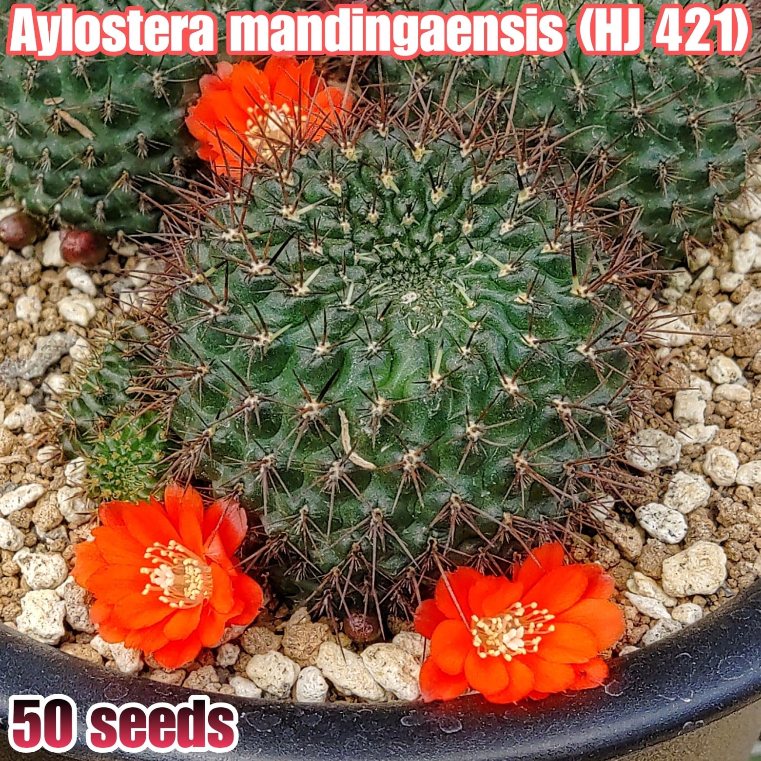 烏羽玉Lophophora williamsii 実生苗 約80株 種子/10粒】Lophophora williamsii (P 3400/10)/ロフォフォラ