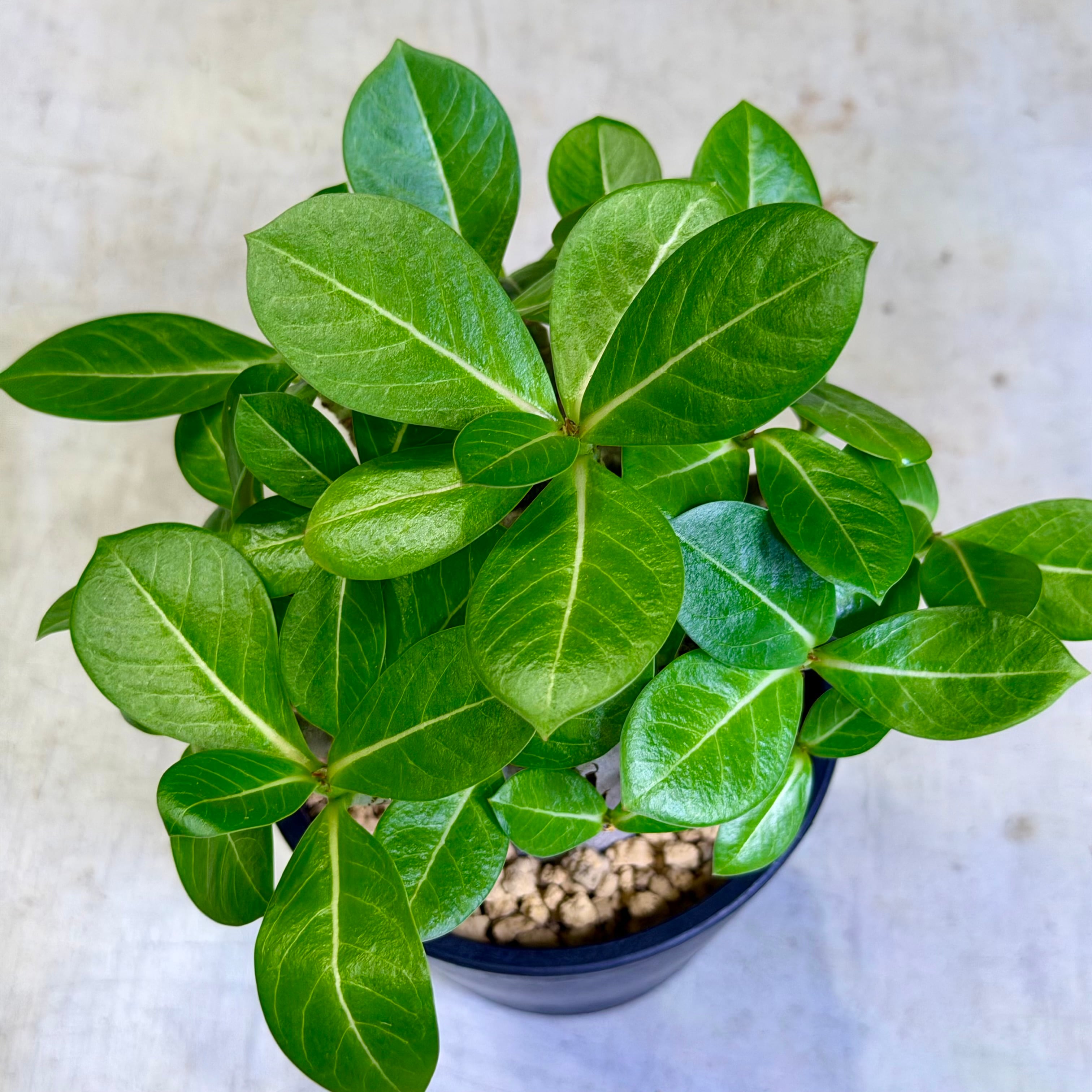 アデニウム・ブラックゴジラ | barrelplants_BONSAI