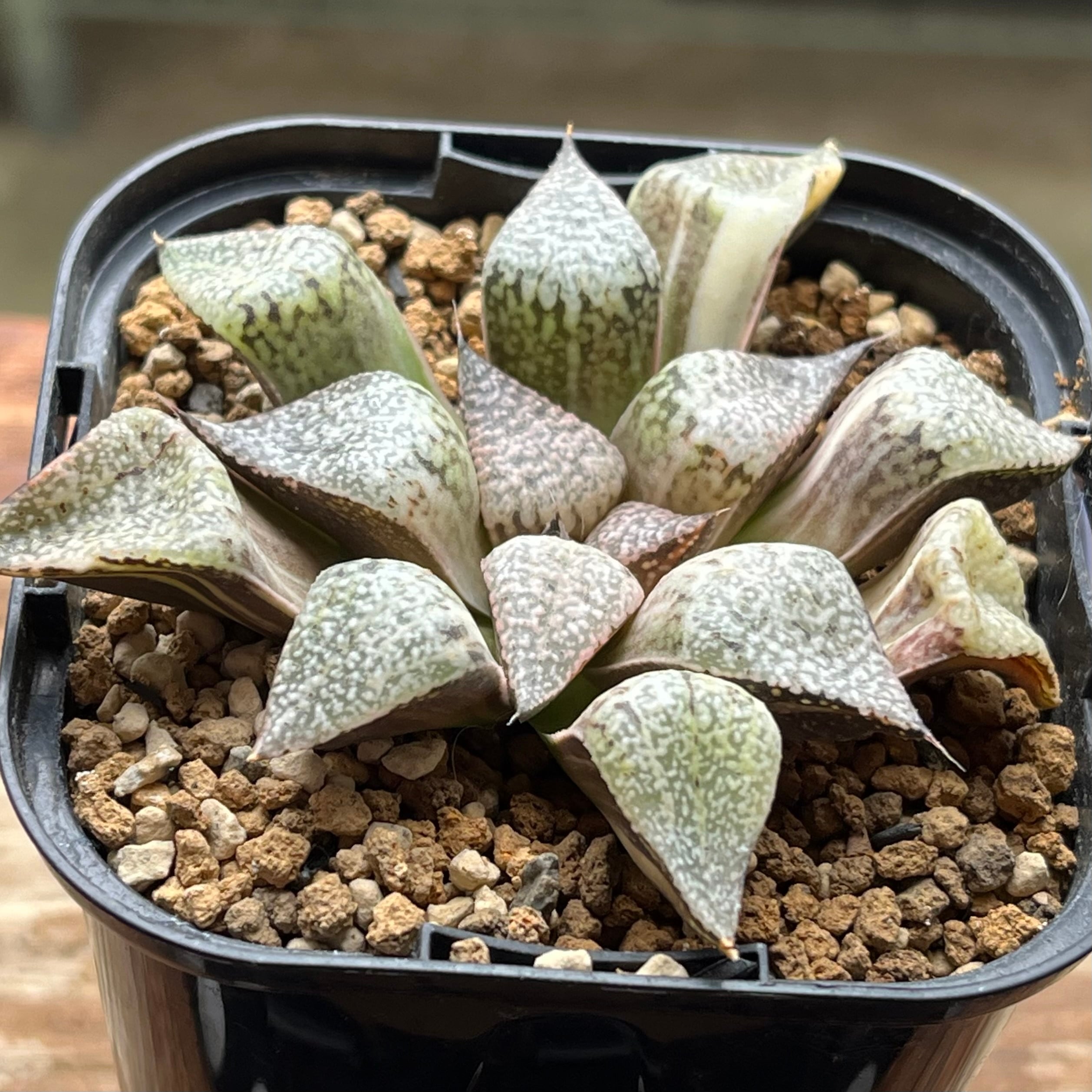 mocono_plants