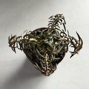 ユーフォルビア・シリンドリフォリア　Euphorbia cylindrifolia