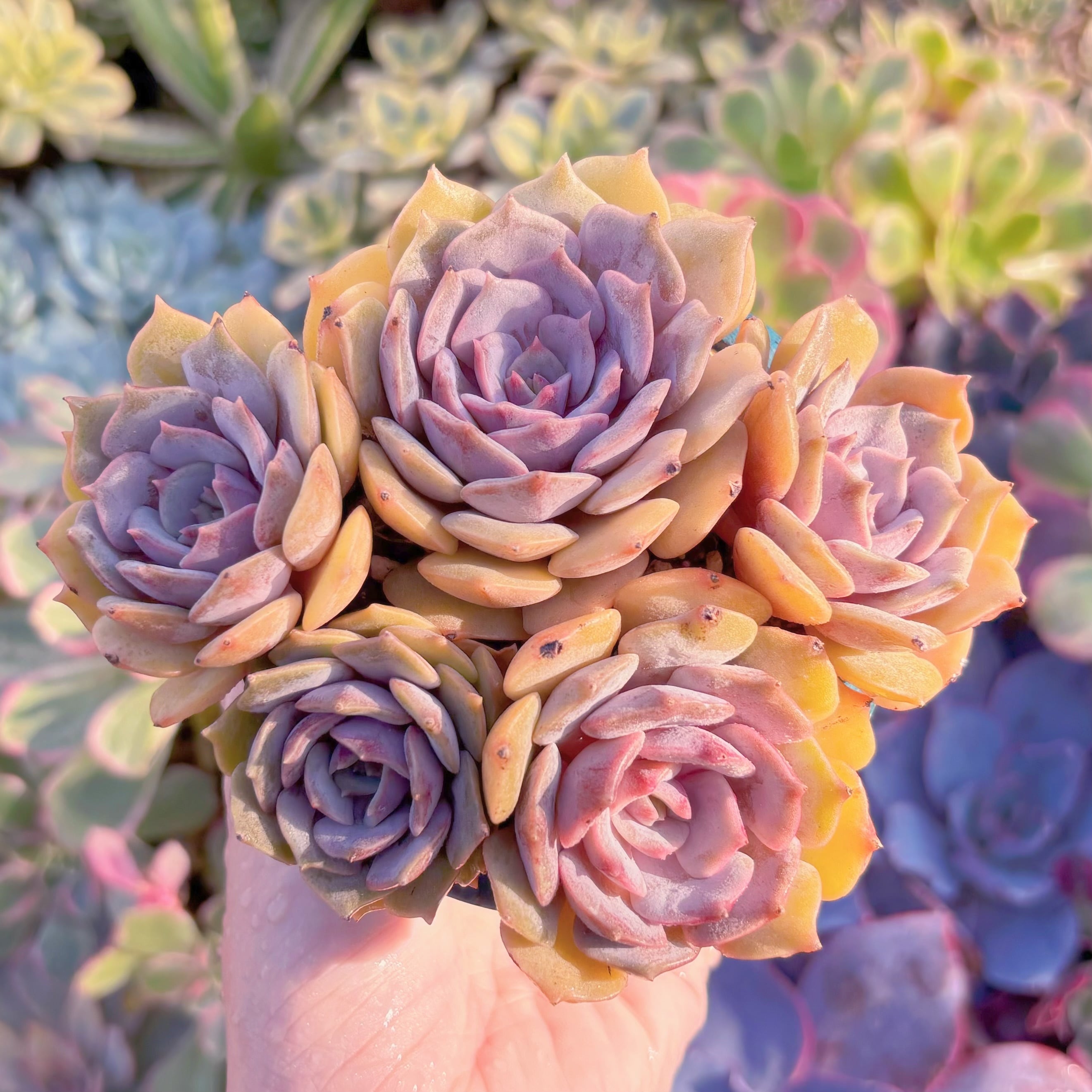 現品　紫姫#A050　在庫僅少　群生ではなく　新入荷　るる農園