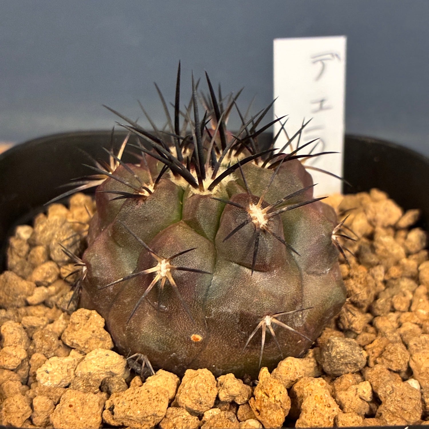 Copiapoa】サボテン コピアポア デュラ 銅羅丸実生【845】 | PROTOLEAF