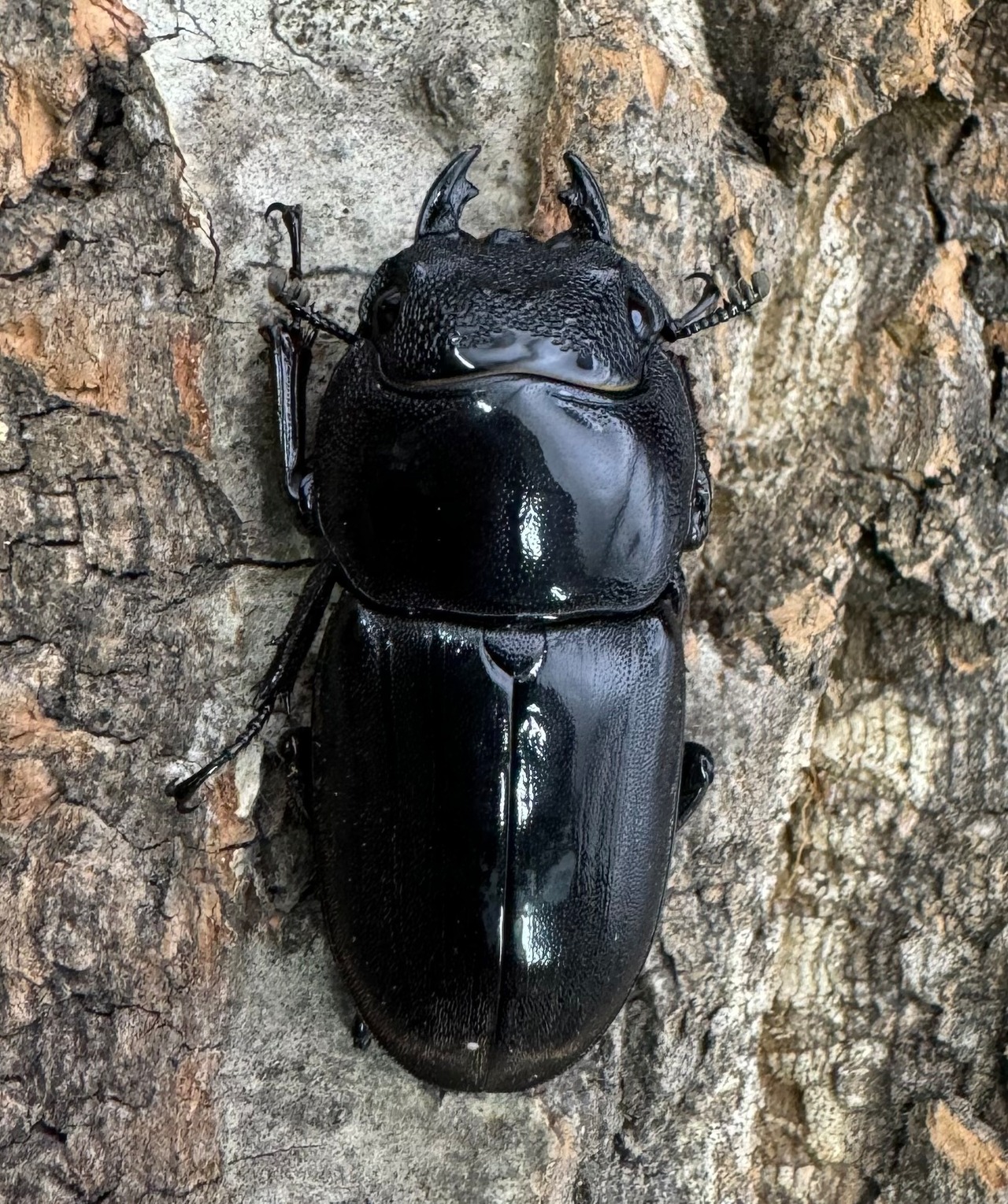 【WD】《スマトラオオヒラタ ベンクール産 90mm ペア》