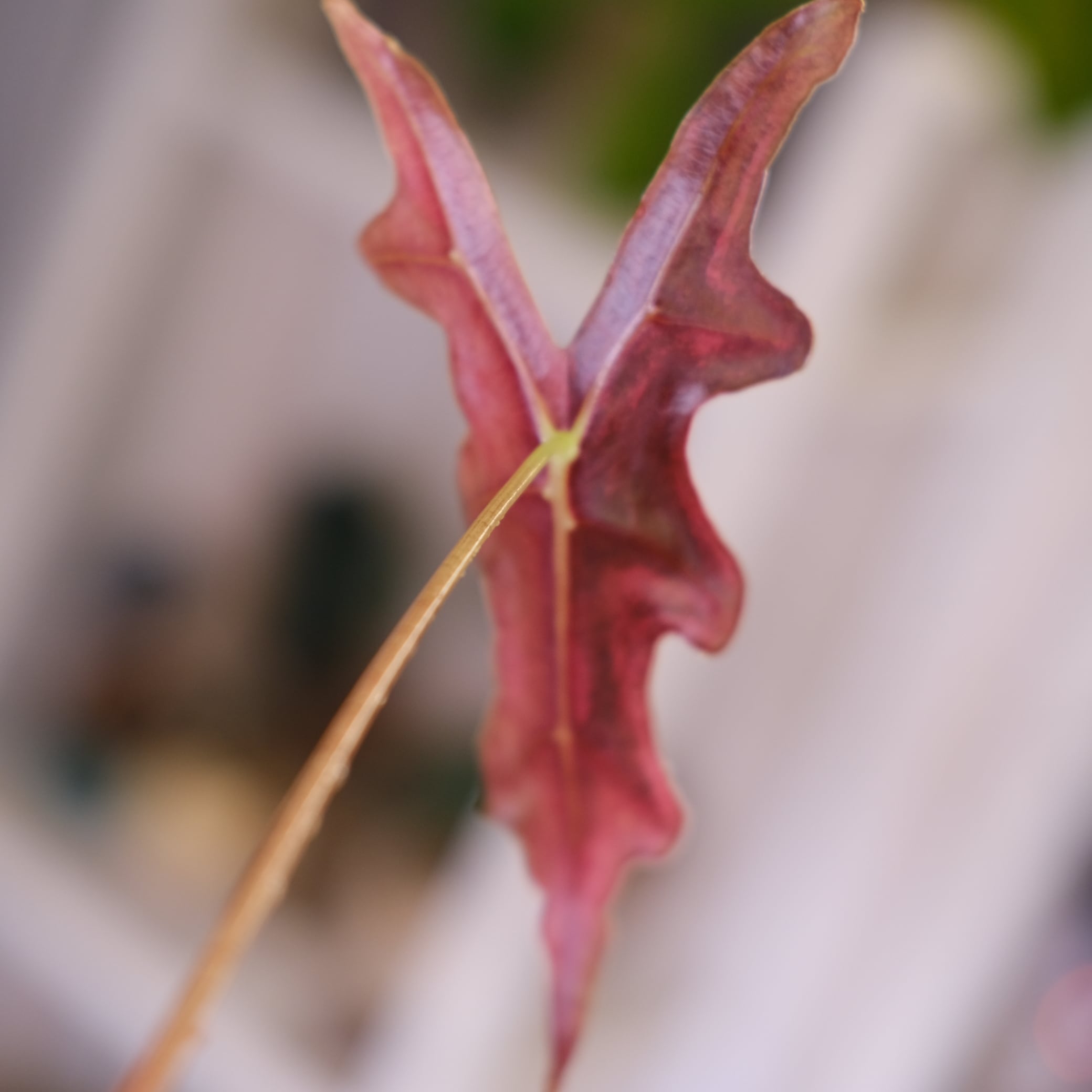 Alocasia Nobillis Pink 