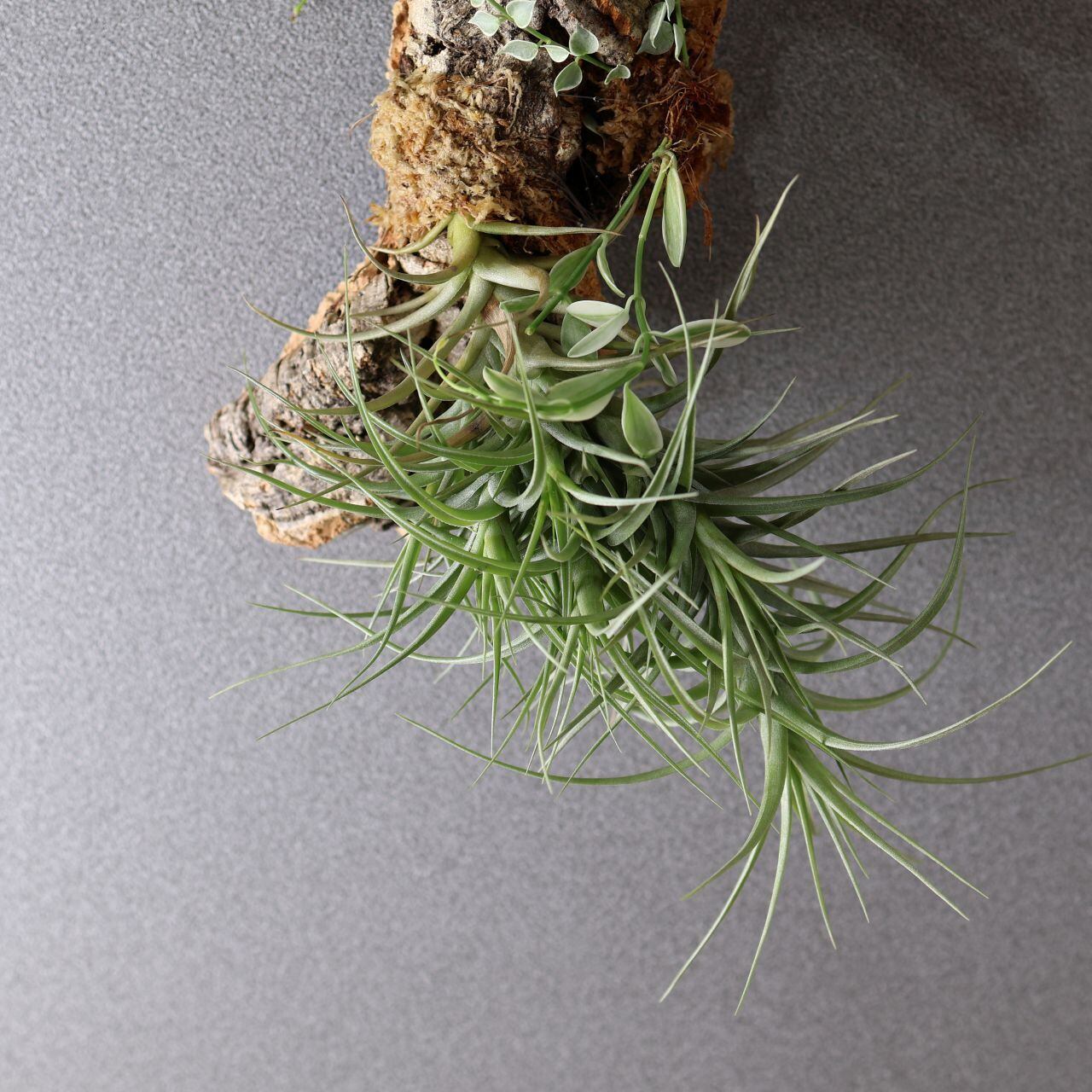 366 色とりどり、着生植物のアート『チランジア ベルゲリー