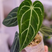 アンスリウム・レガレ / Anthurium Regale㉒│観葉植物