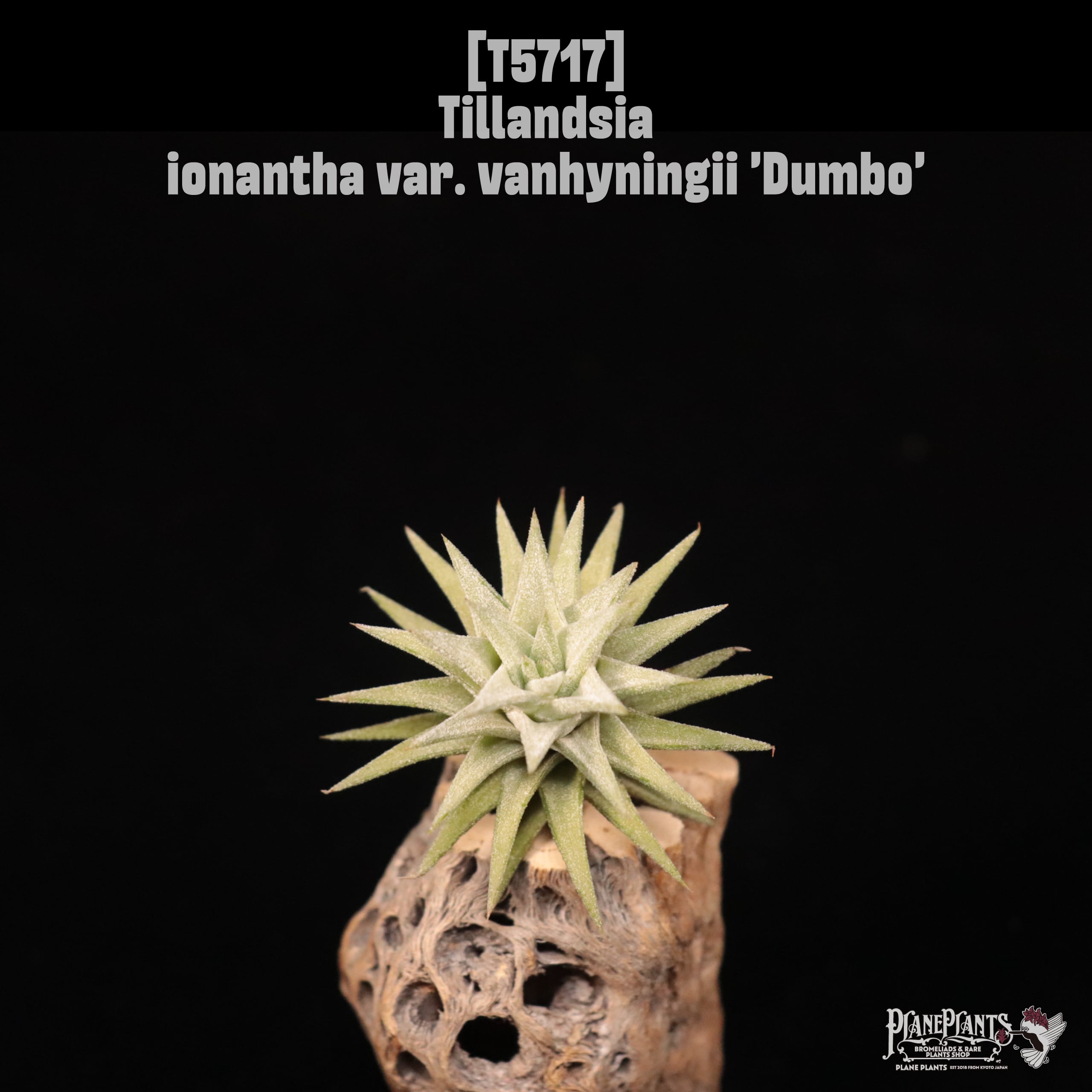 【イベント先行販売】ionantha var. vanhyningii 'Dumbo'〔エアプランツ〕現品発送T5717