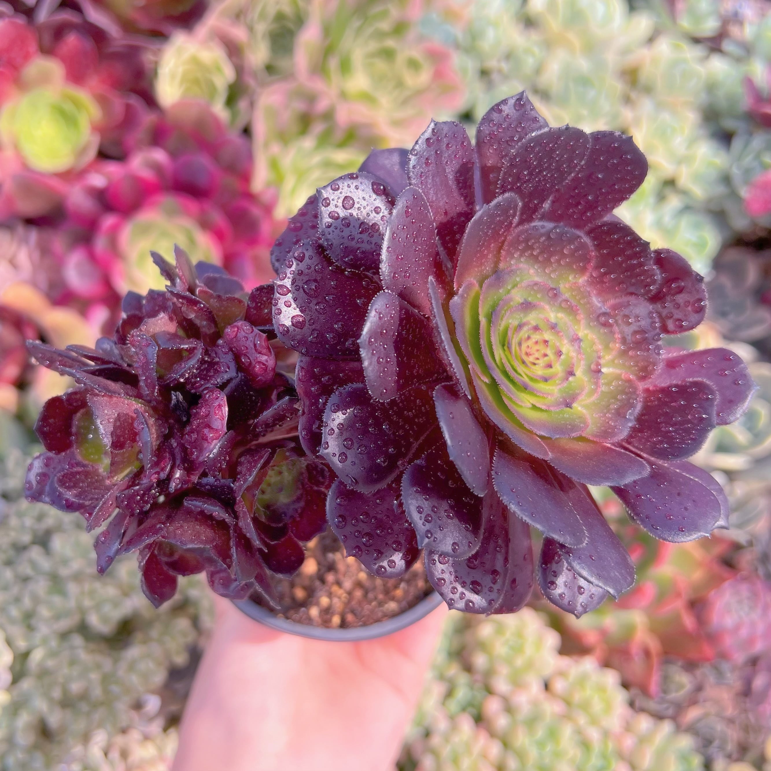 現品　黒法師#218　群生　るる農園