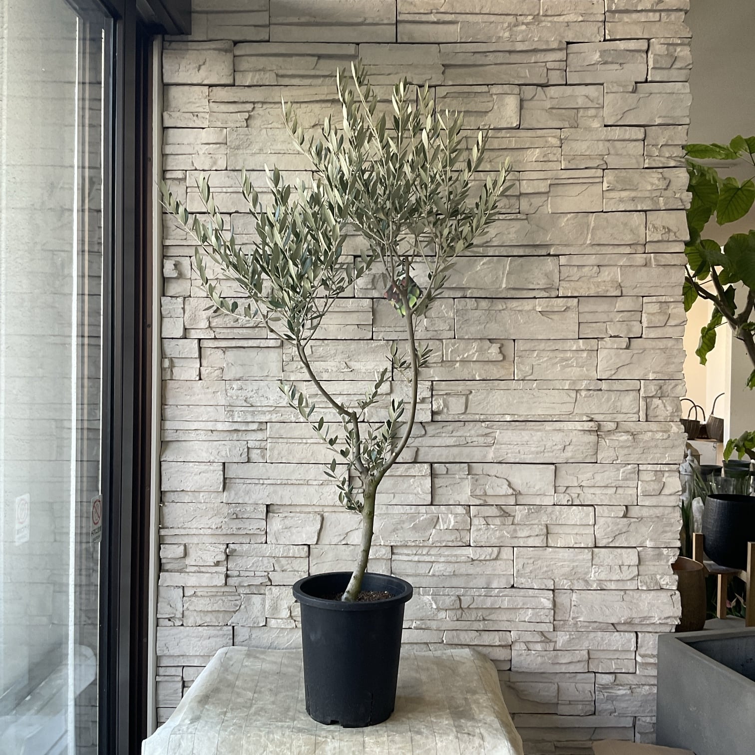 オリーブの木 | 橋本種苗園