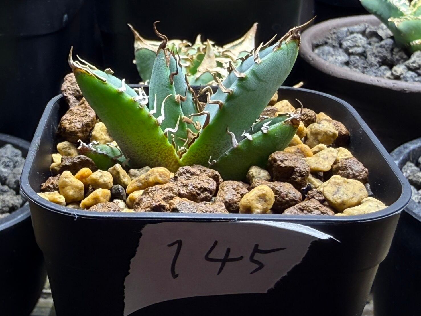 【 145 】oteroi seedling ②