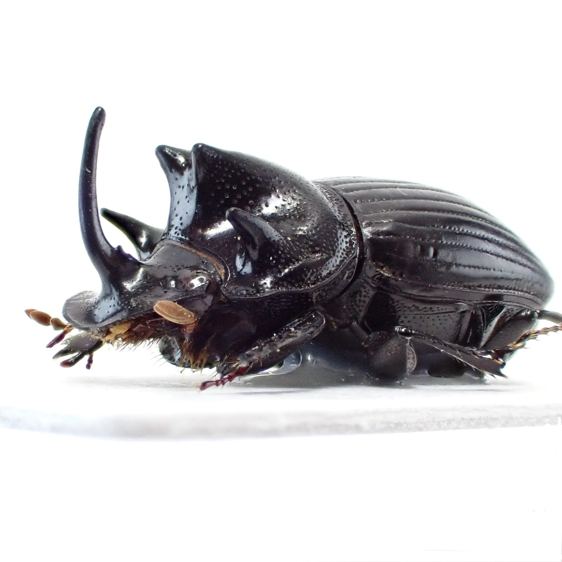 インド産 Copris sp. ♂ 20mm | 昆虫標本 Diggers & Rollers