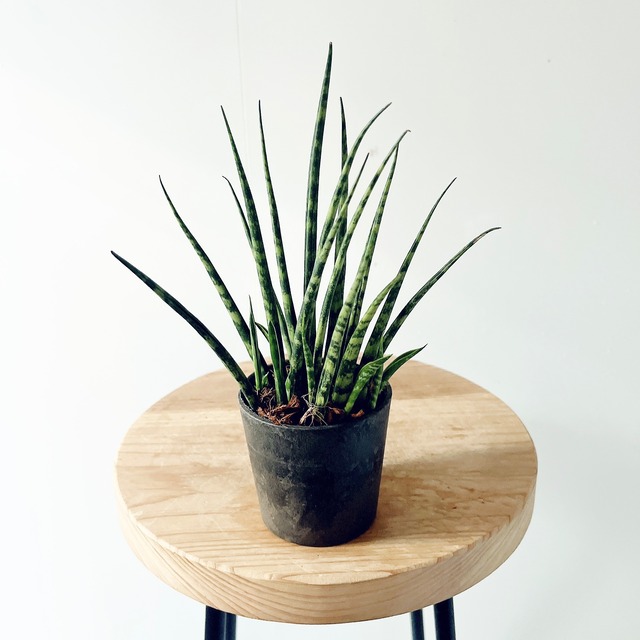 【店舗・法人様向け】オープニング支援 観葉植物セレクトセット｜calm cafe