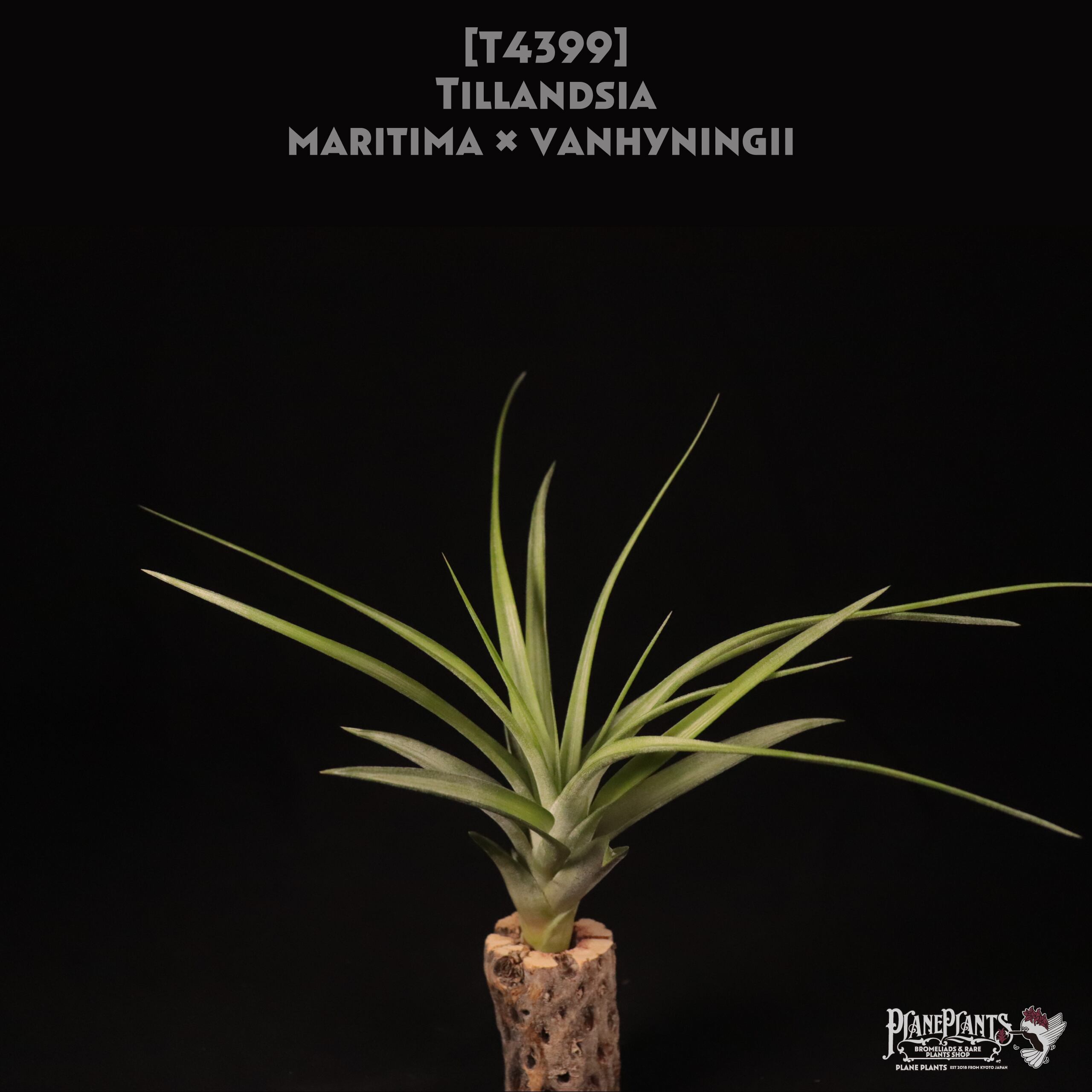 送料無料】maritima x vanhyningii〔エアプランツ〕現品発送 送料無料】maritima x vanhyningii〔エアプランツ〕現品発送